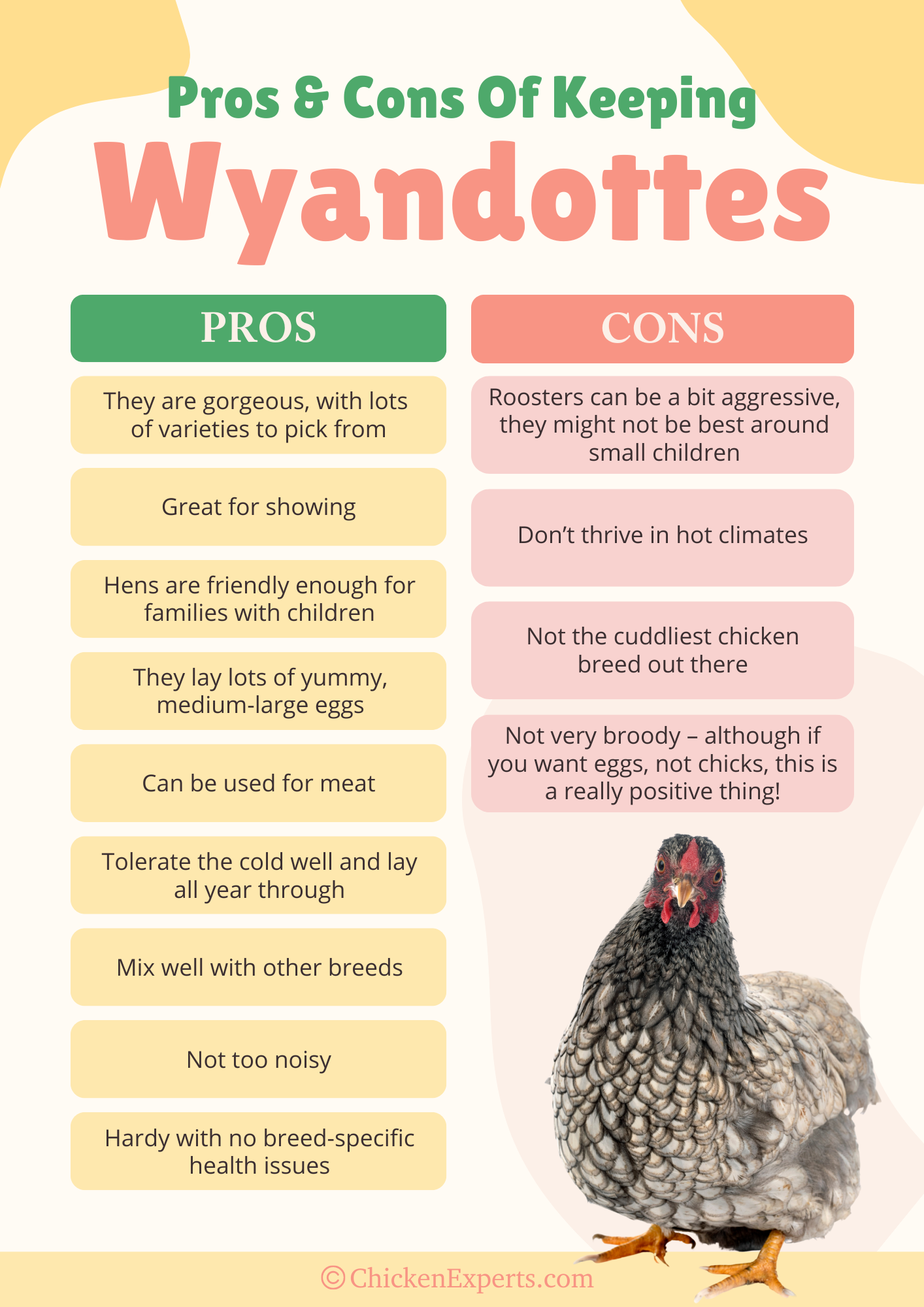 pros and cons of keeping wyandotte chickens