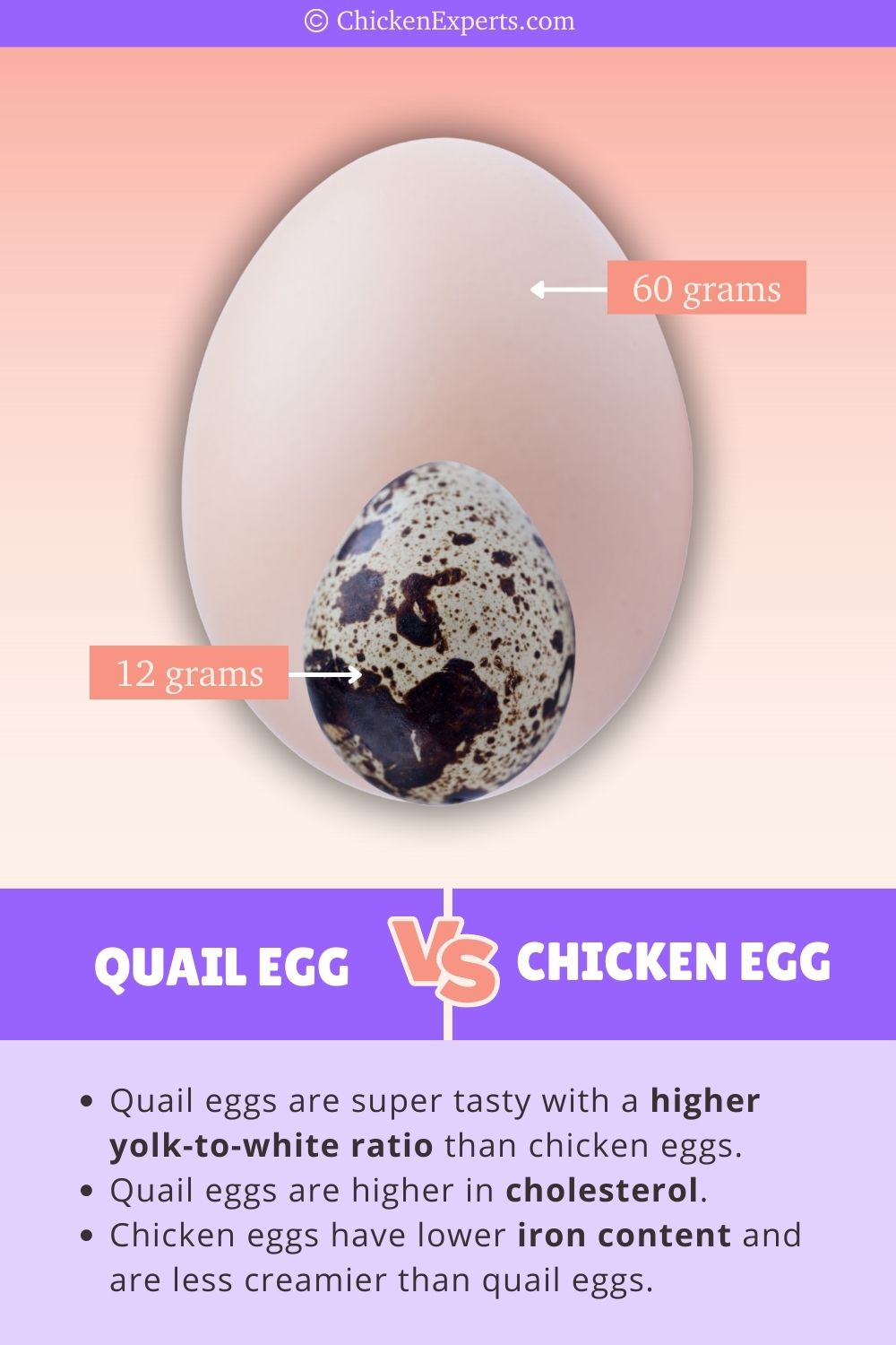 quail eggs versus chicken eggs