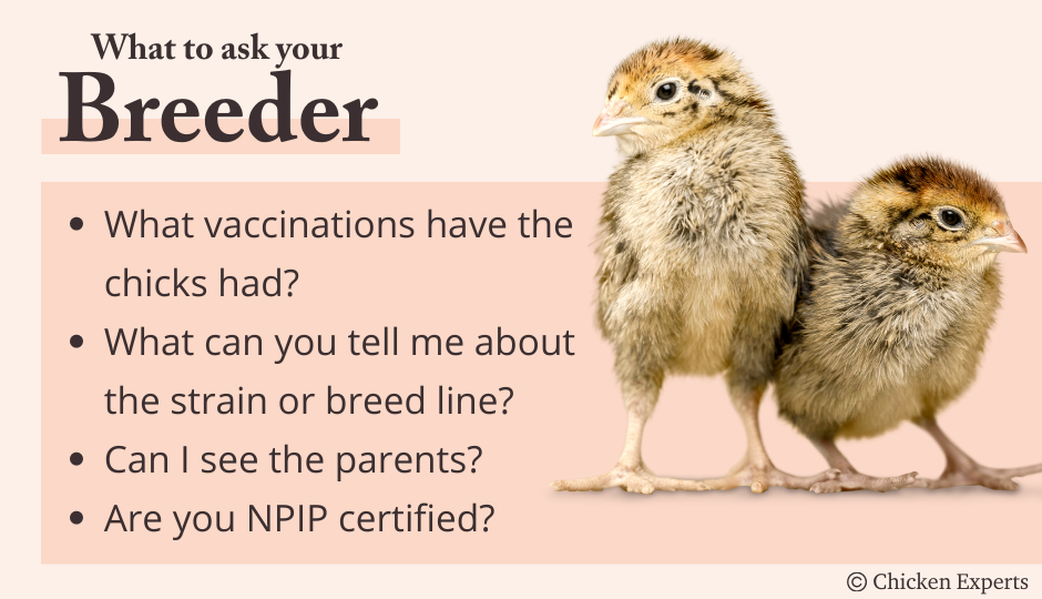 questions to ask your chicken breeder