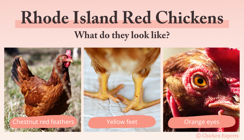 rhode island red chicken breed standard