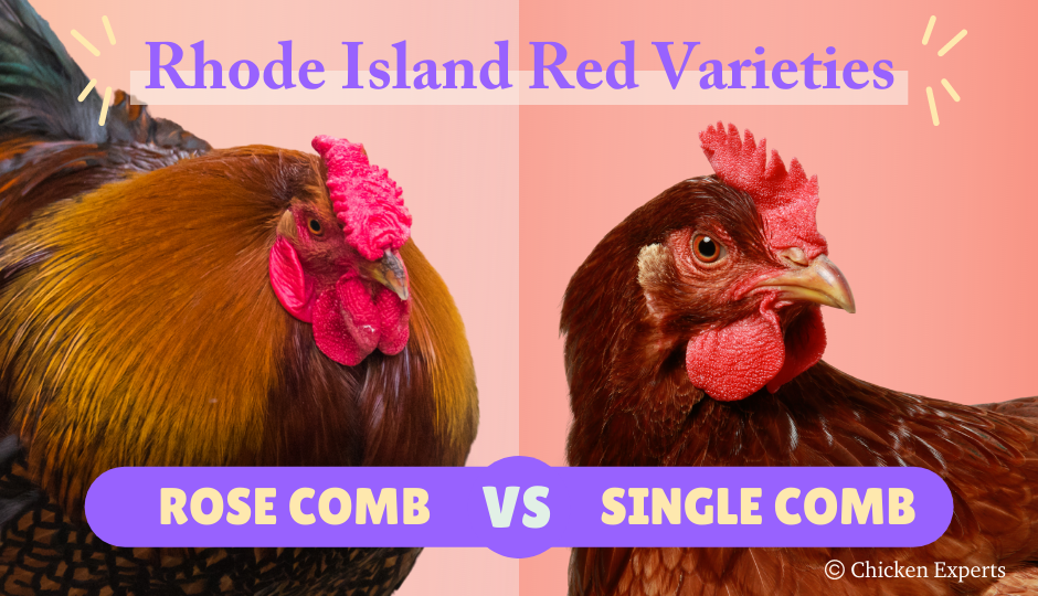rhode island red breed varieties