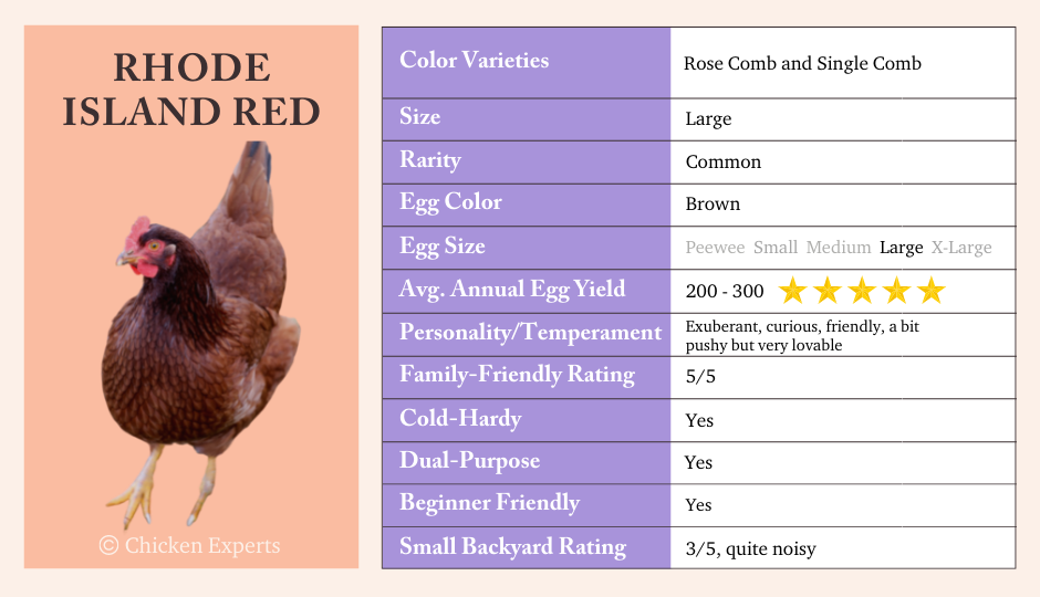 rhode island red chicken breed summary