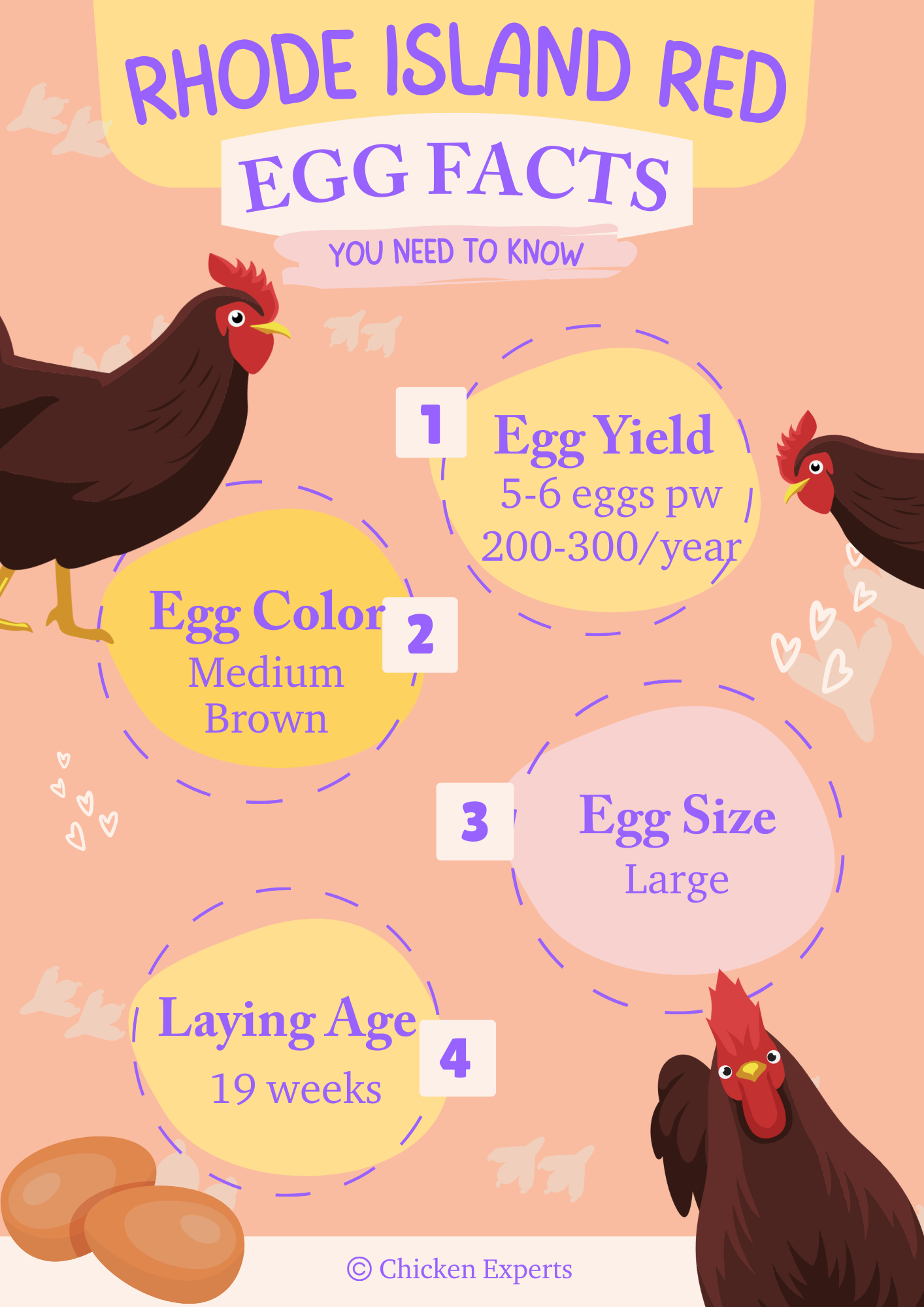 rhode island red chicken egg facts