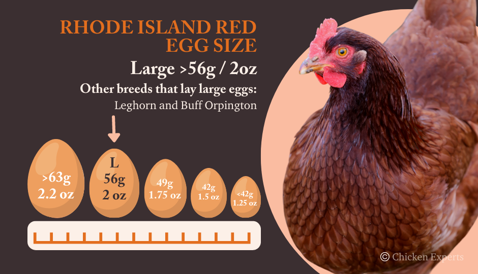 rhode island red egg size comparison