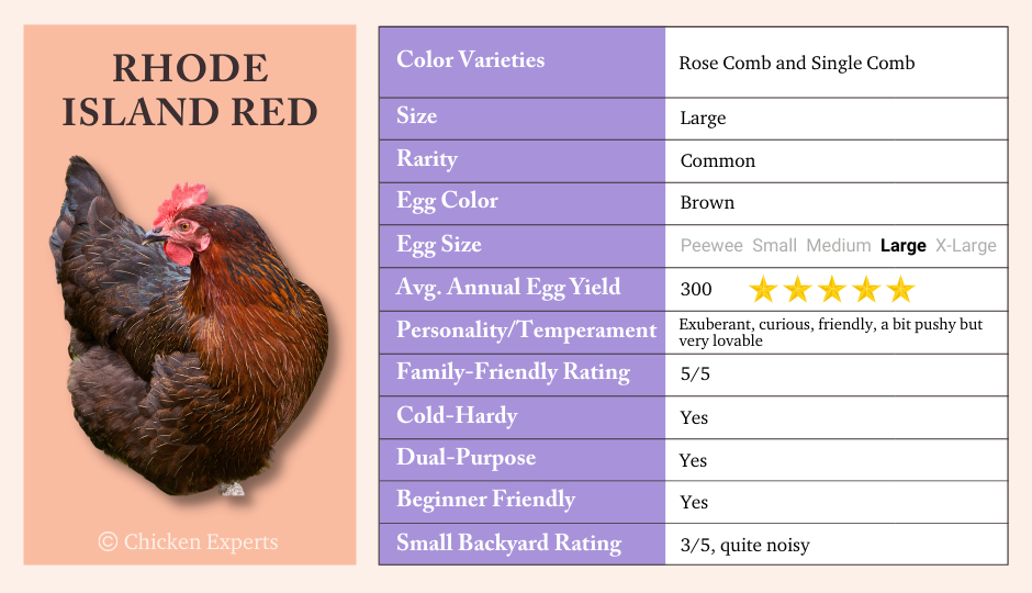 Rhode Island Chicken Key Breed Characteristics