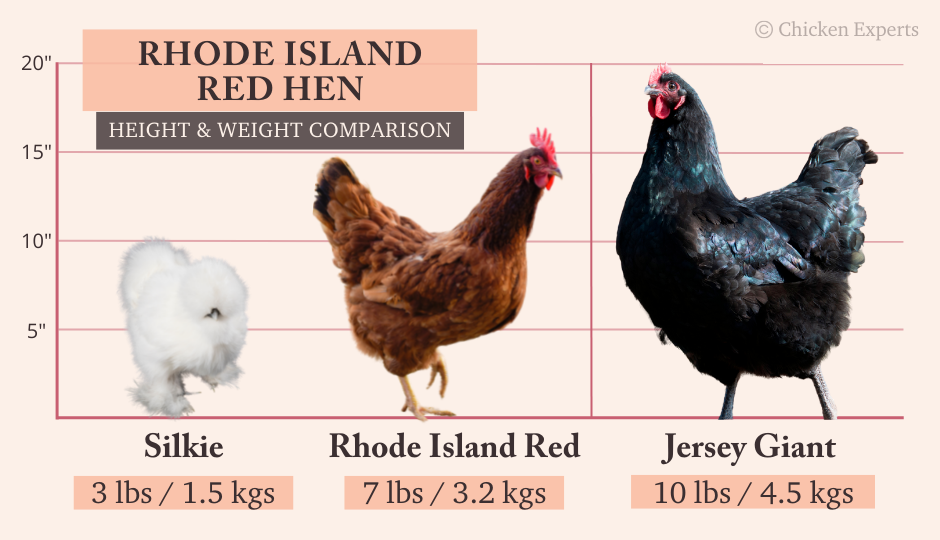 rhode island red hen size comparison chart with silkie and jersey giant