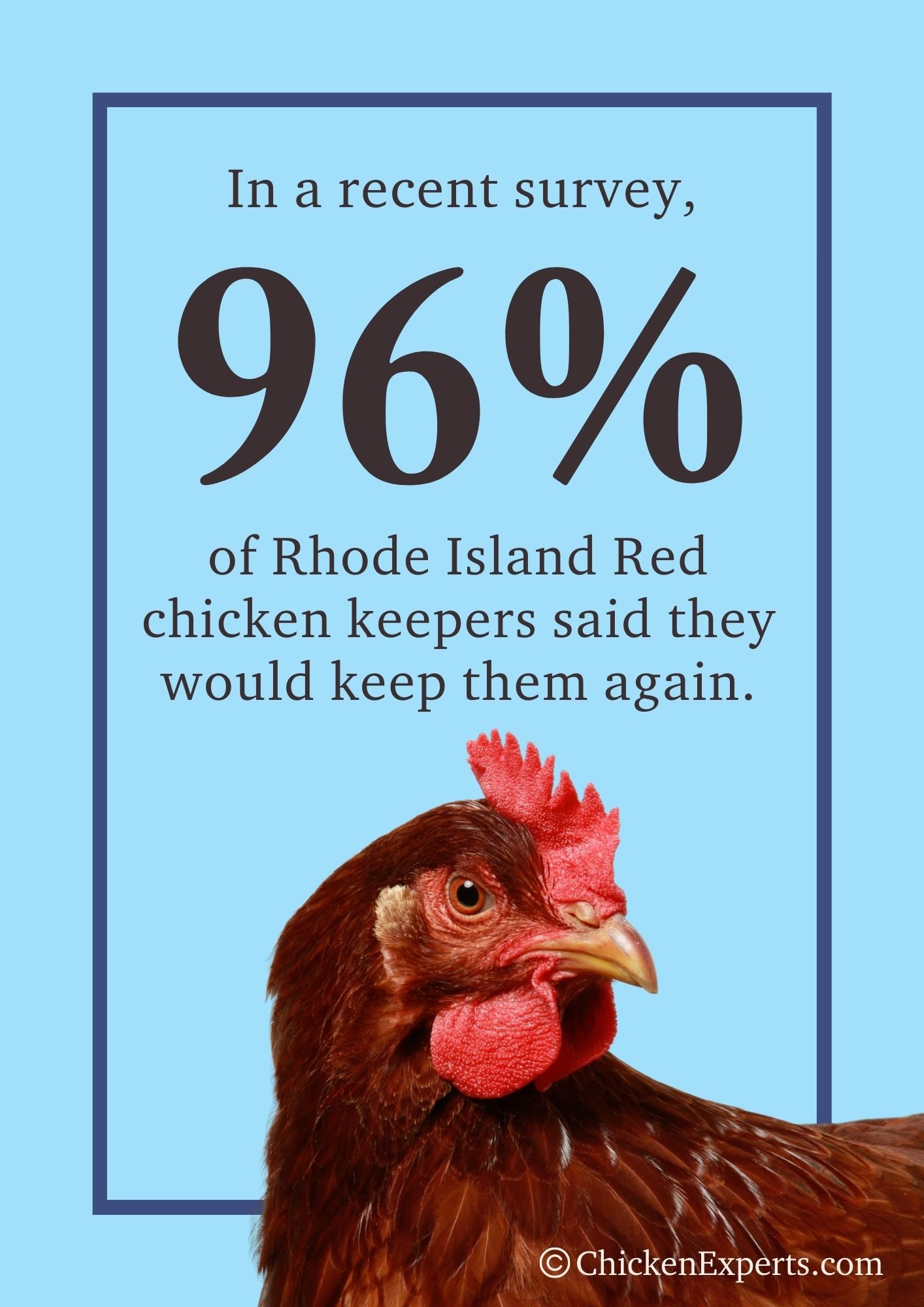 rhode island red chicken keepers will keep them again