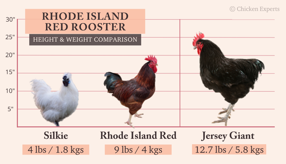 rhode island red rooster comparison with silkie and jersey giant