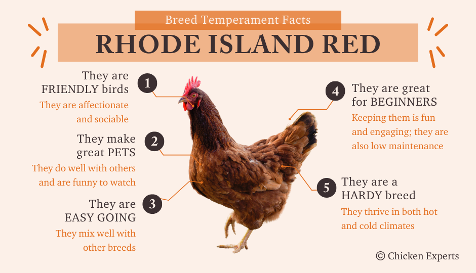 rhode island red chicken temperament facts