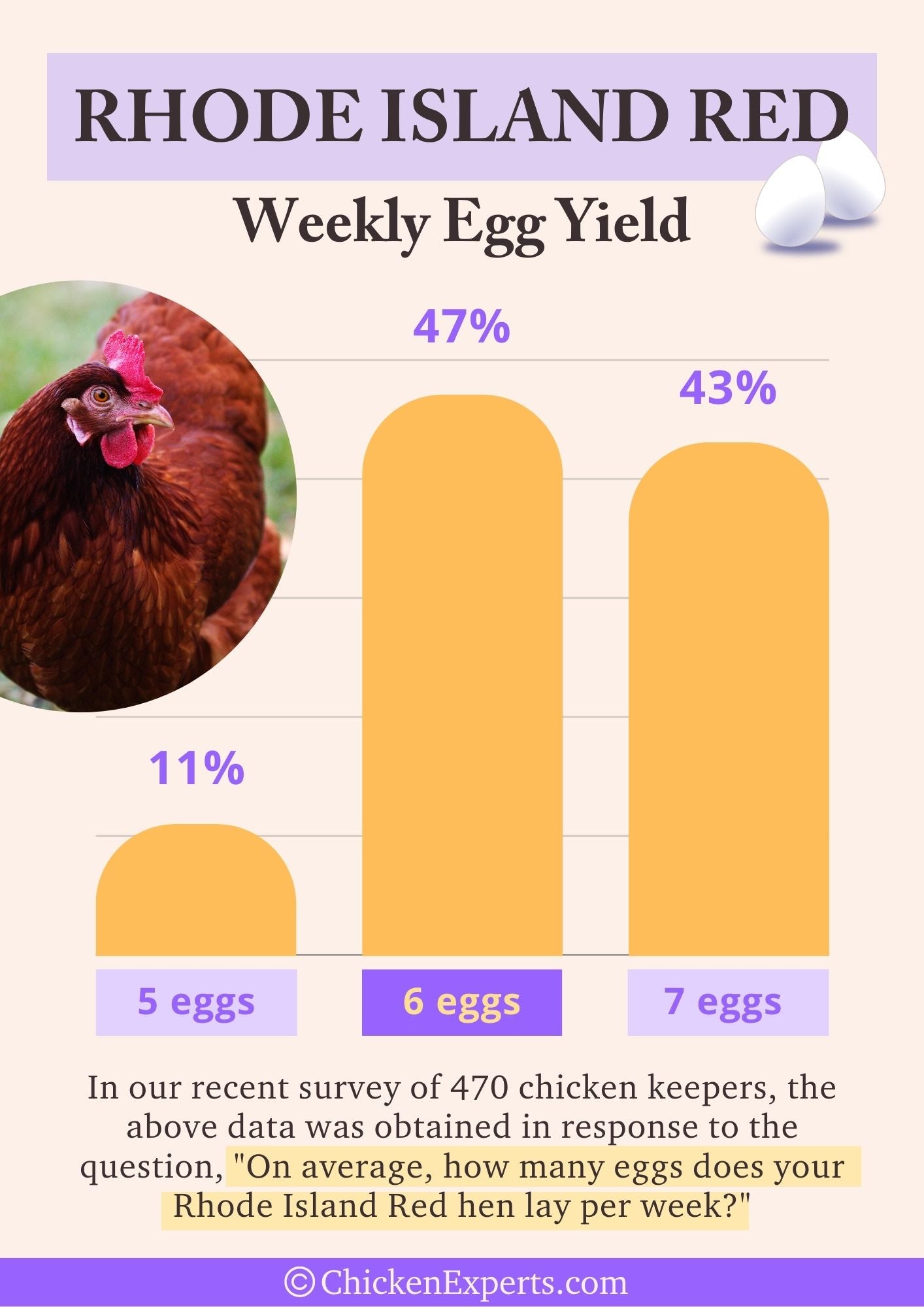 rhode island red chicken weekly egg yield