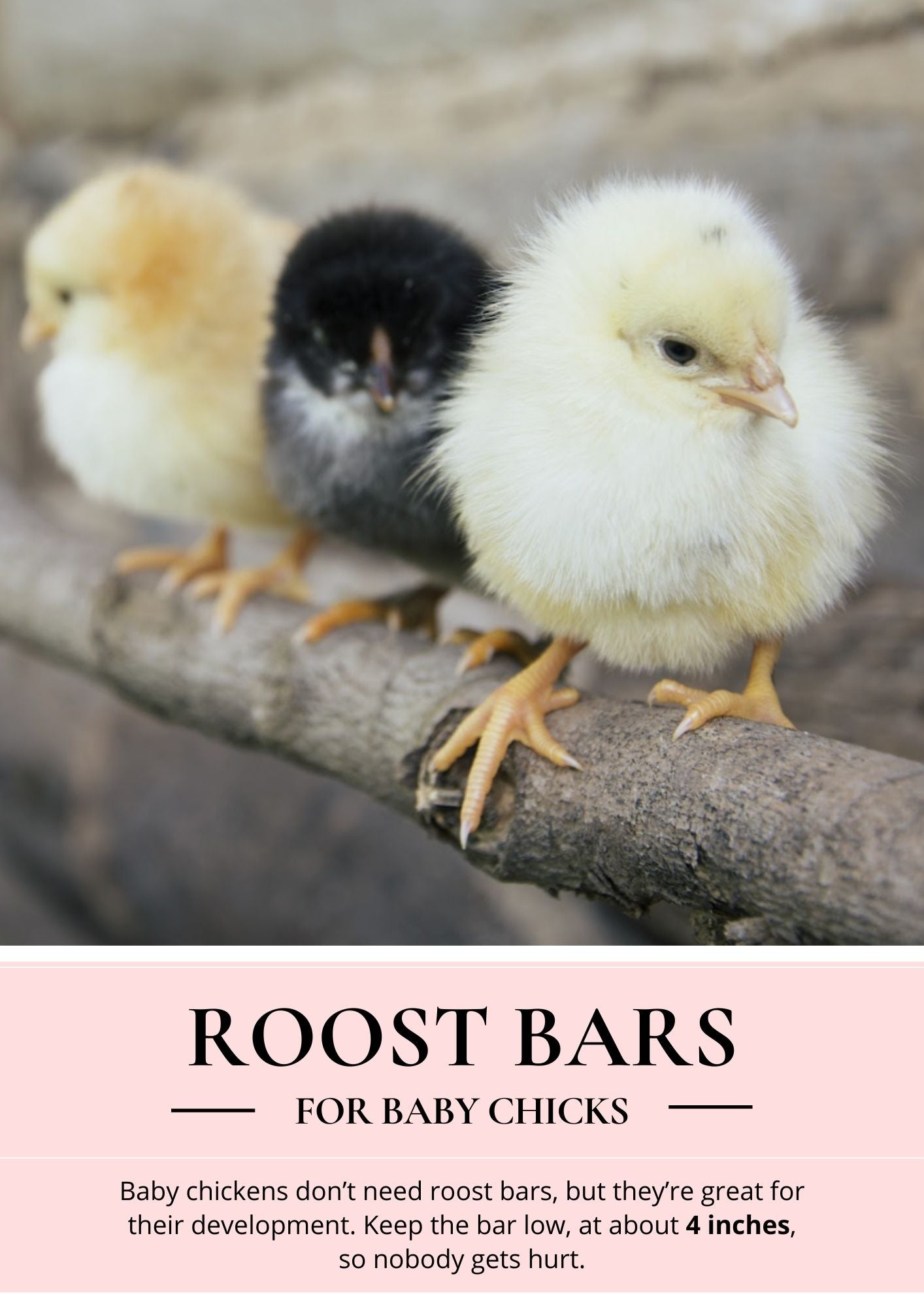 roost bars for baby chickens