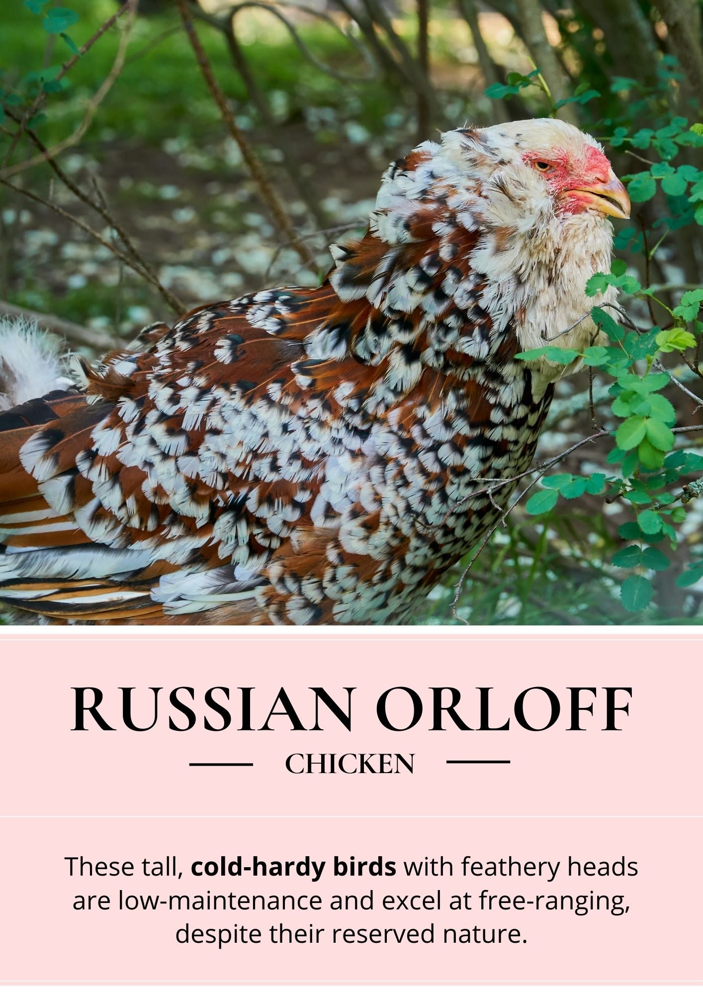 russian orloff chicken