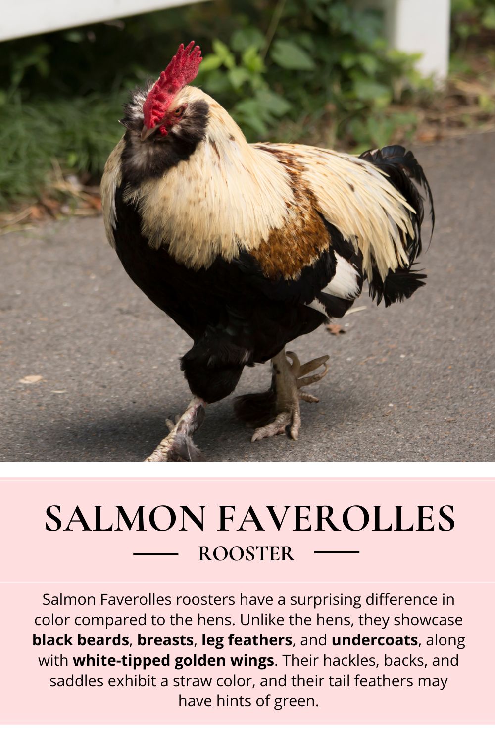 salmon faverolles rooster