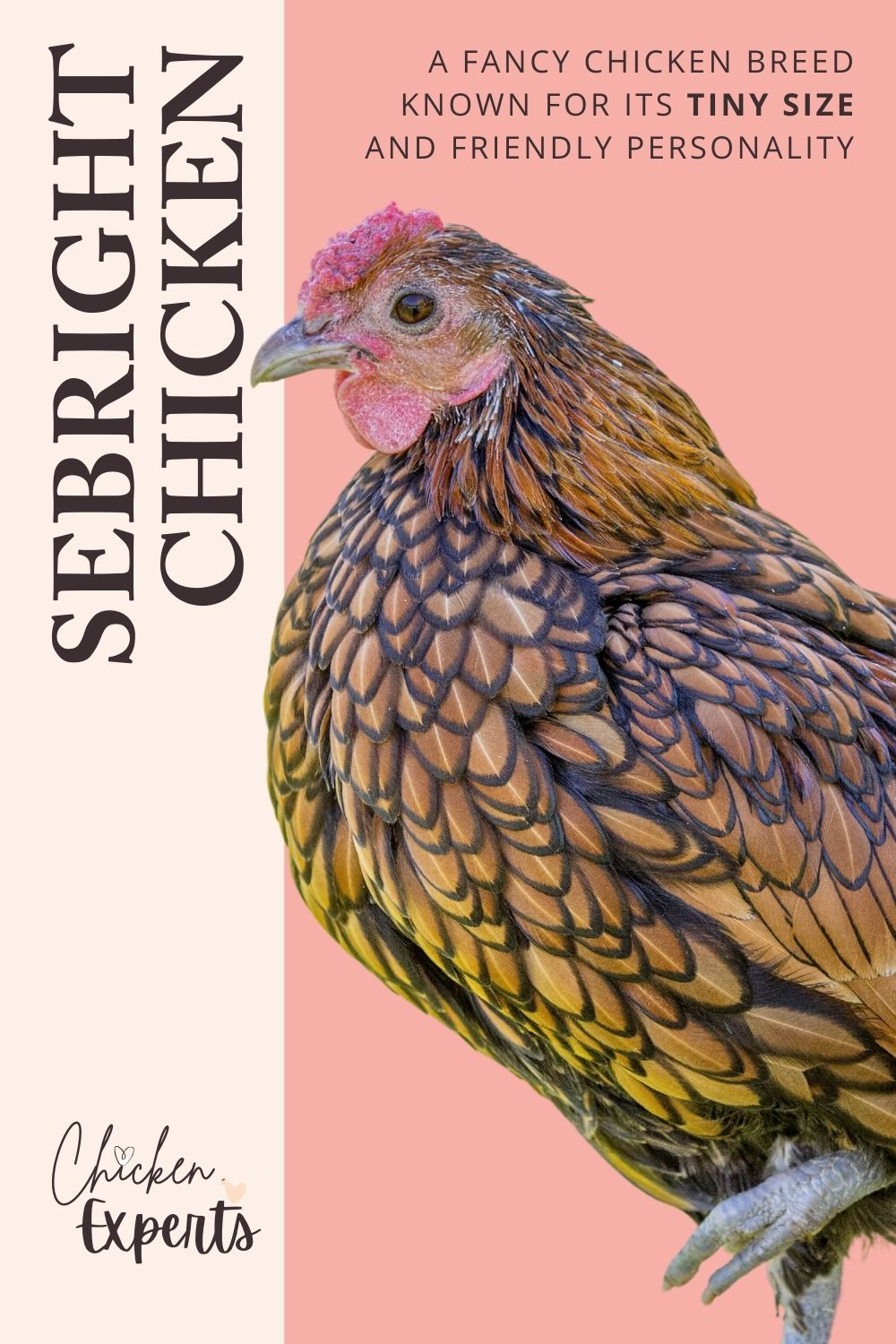 sebright chicken