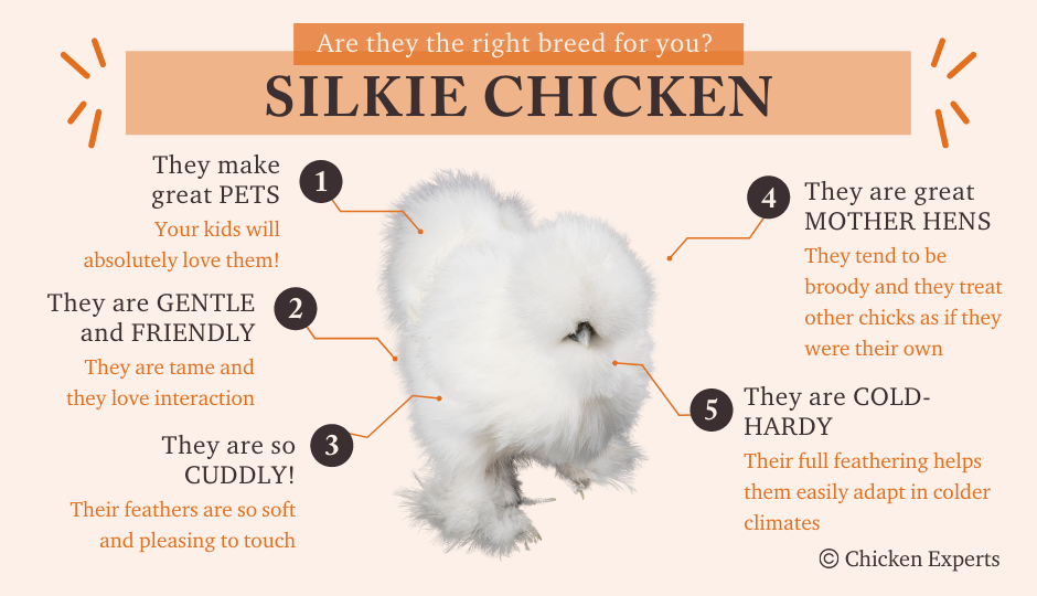 silkie chicken breed characteristics and temperament