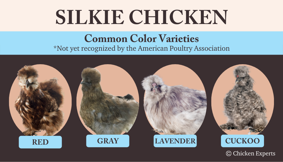 silkie chicken breed color varieties not yet recognized by the American poultry association