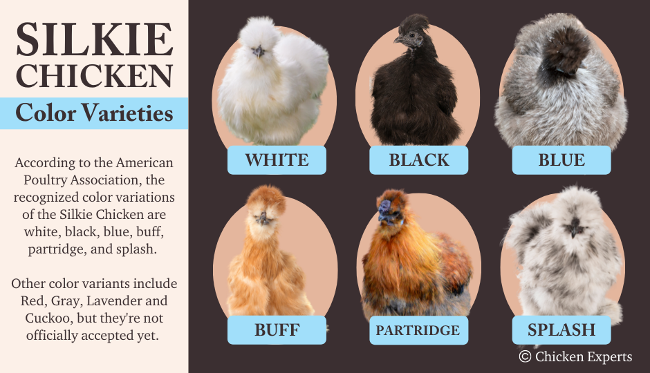 silkie chicken breed recognized color varieties