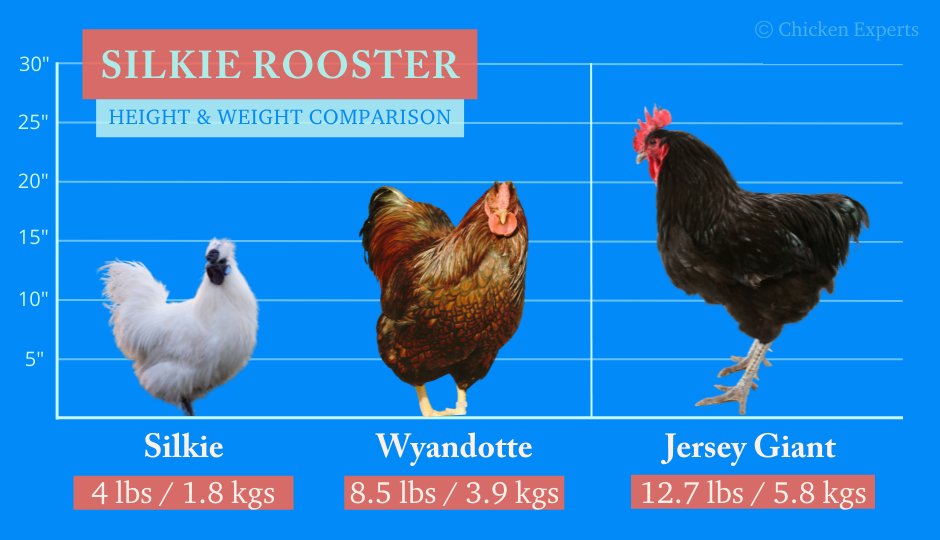 silkie chicken rooster height and weight comparison chart