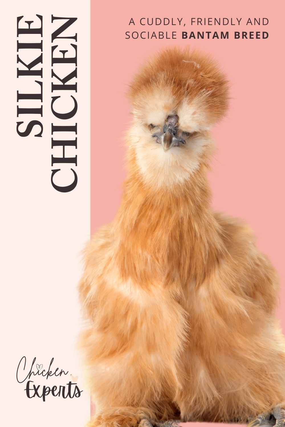 silkie chicken