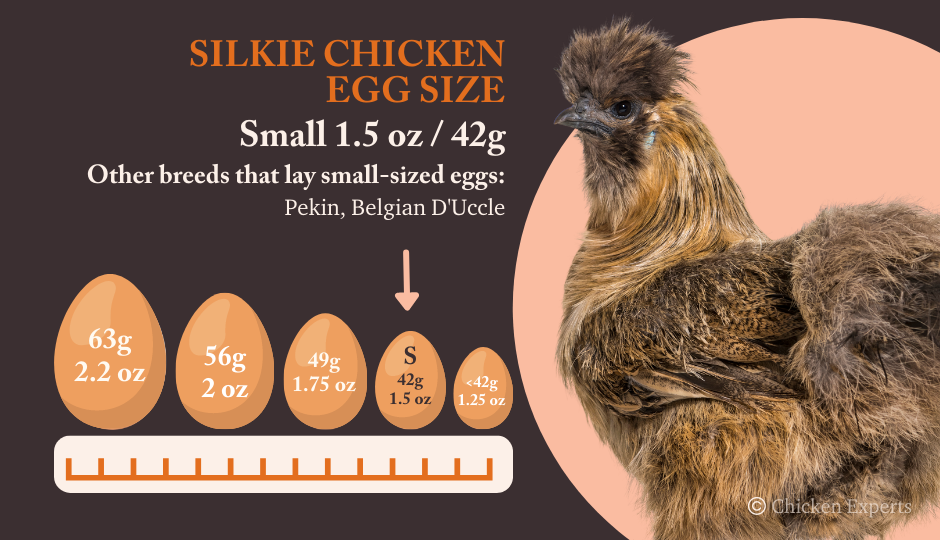 silkie chicken egg size comparison chart