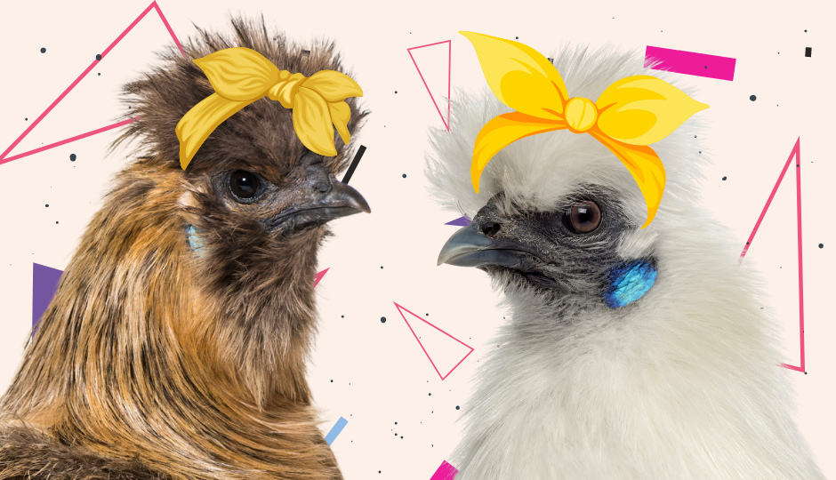 silkie chickens wearing a headband