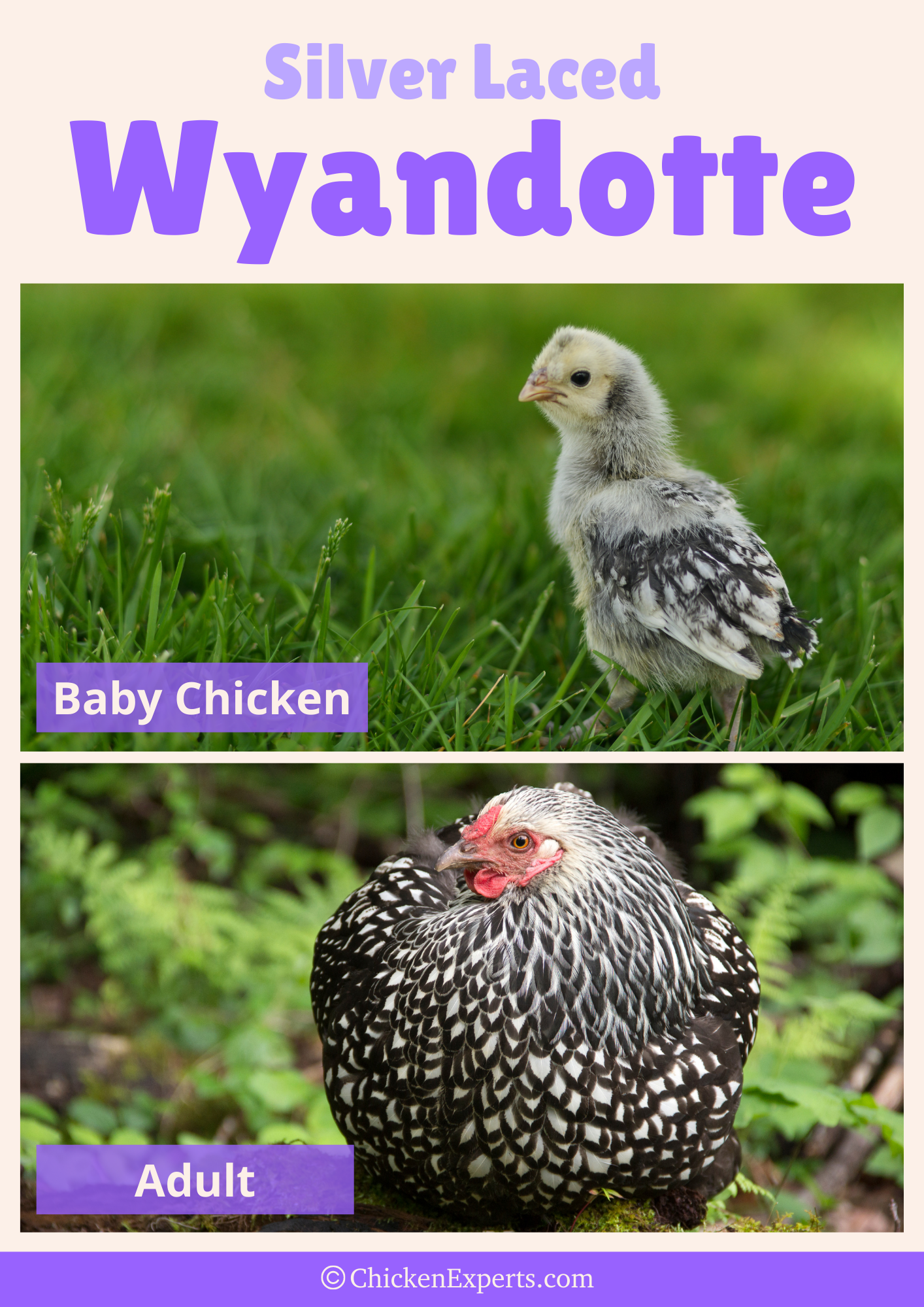 silver laced wyandotte chicken breed