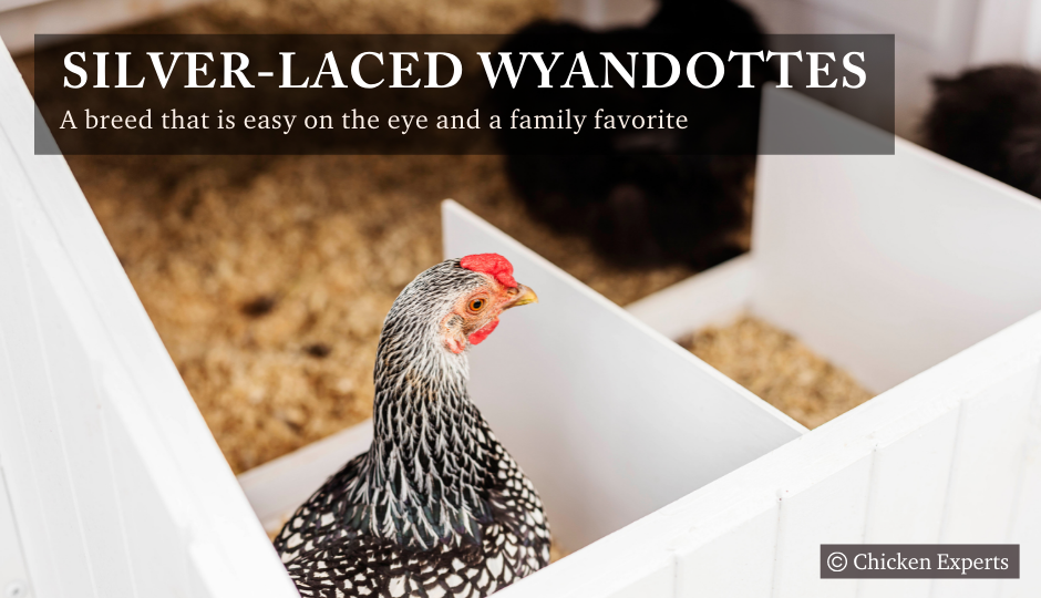 silver laced wyandotte chicken laying eggs inside the nesting box