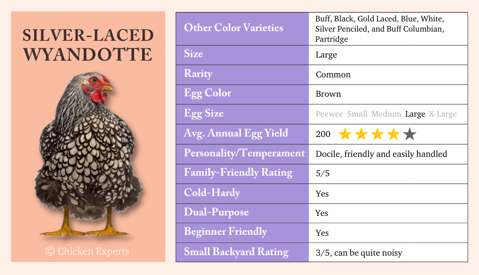 silver laced wyandotte chicken key breed characteristics