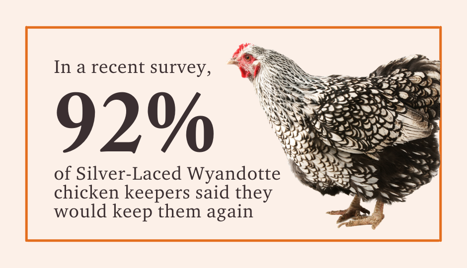 92% of chicken keepers said they would keep silver-laced wyandotte chickens again