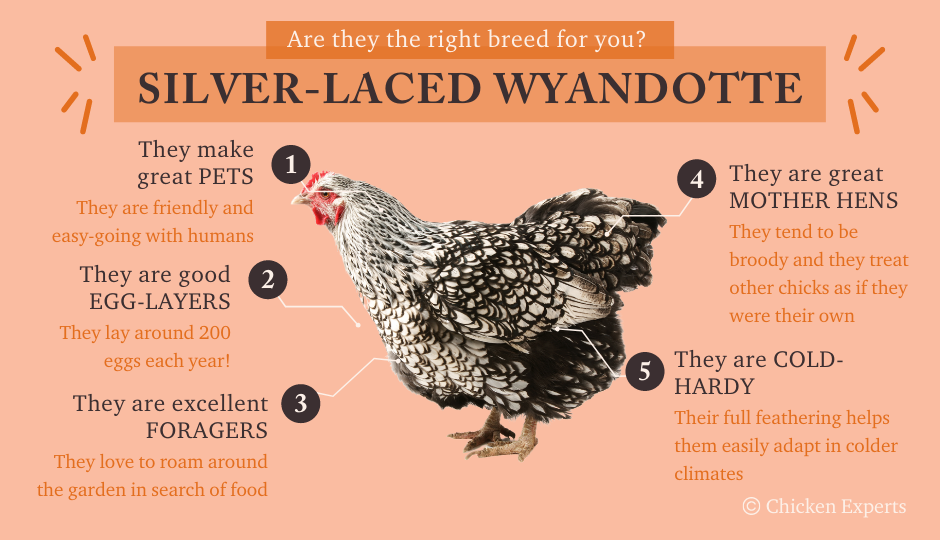 silver laced wyandotte chicken temperament fact chart