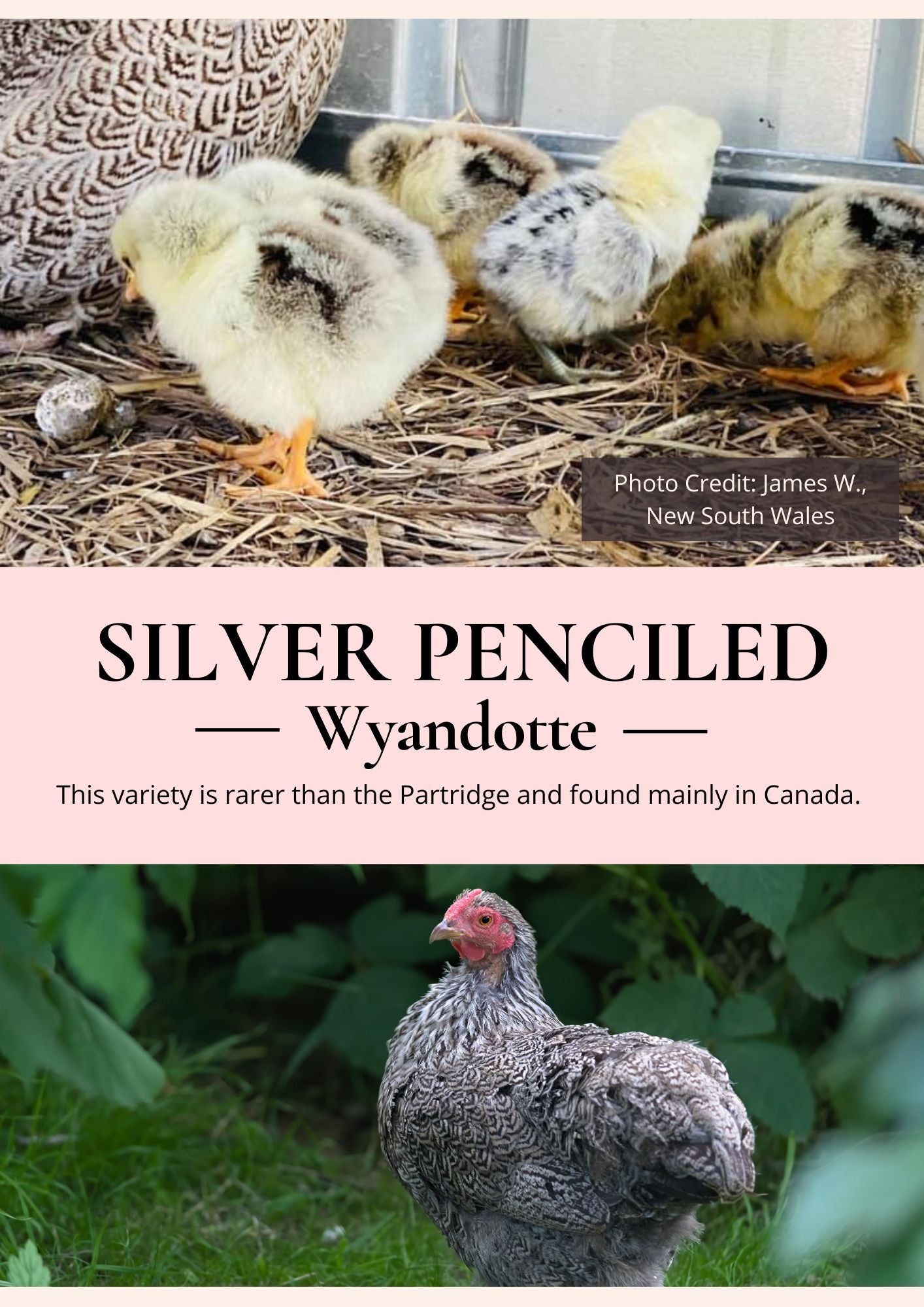 silver penciled wyandotte