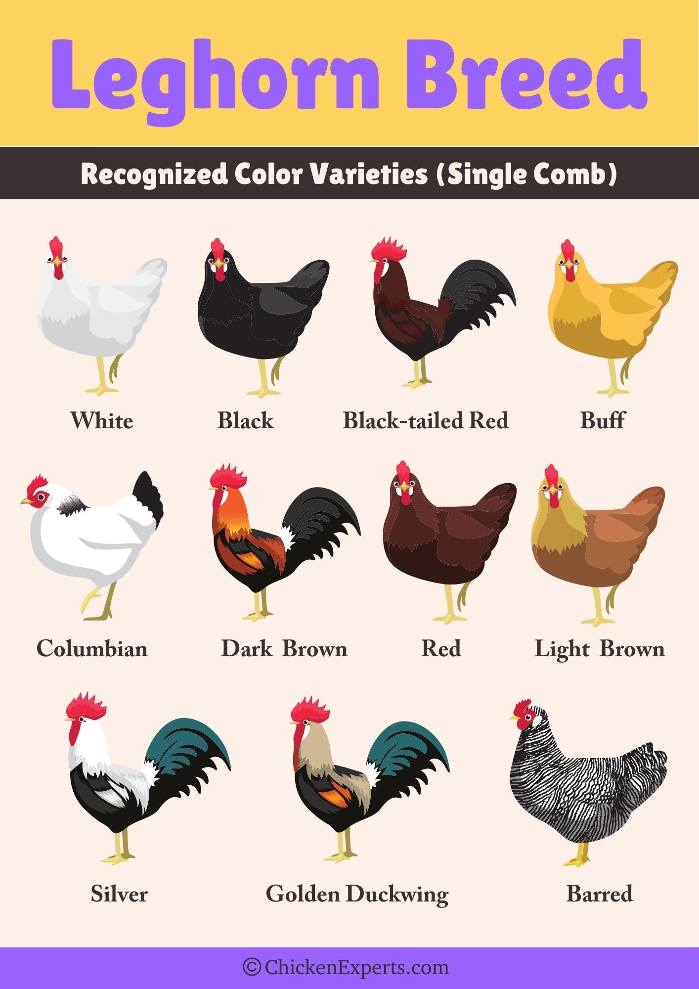 leghorn breed single comb color varieties