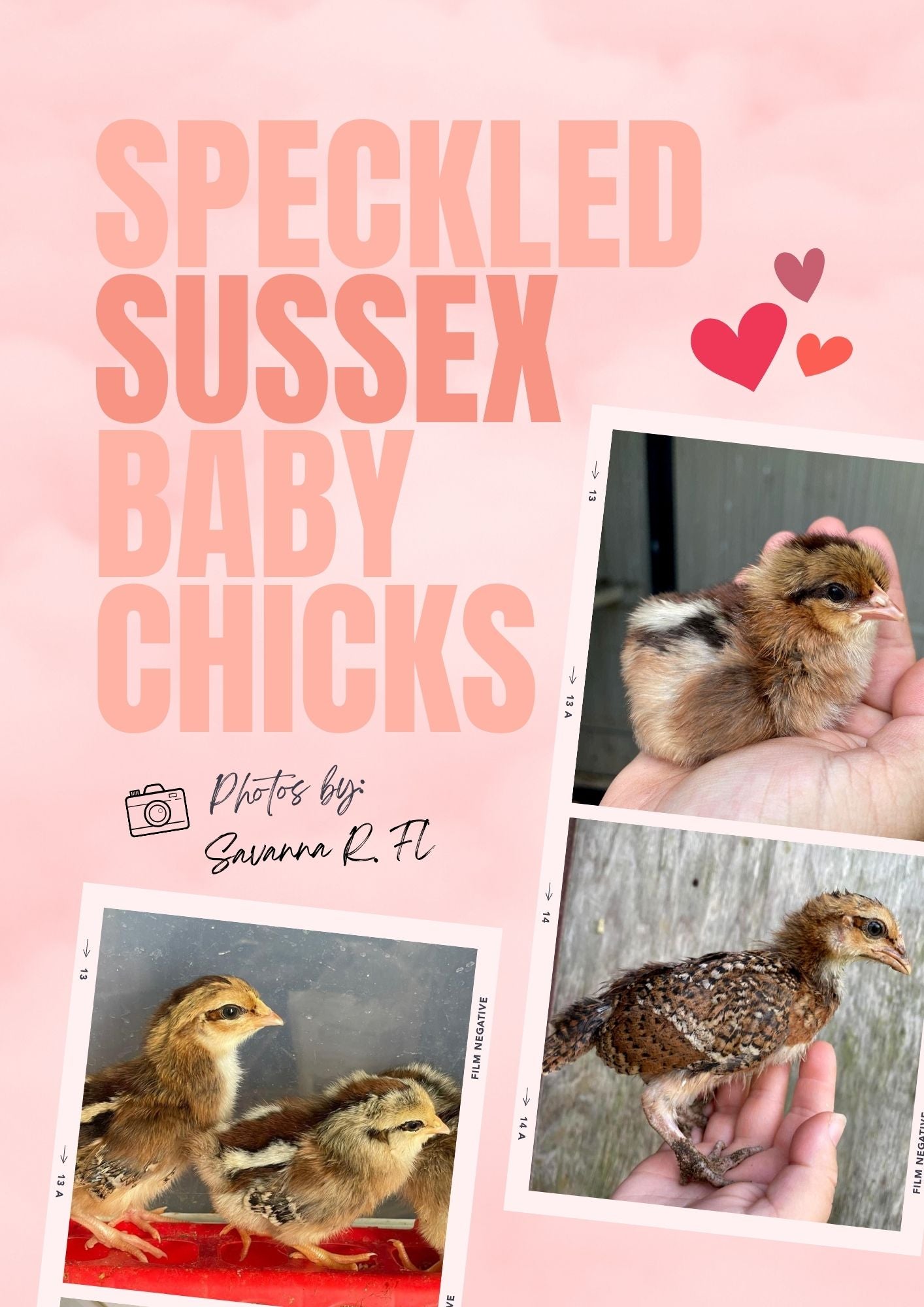 speckled sussex baby chicks