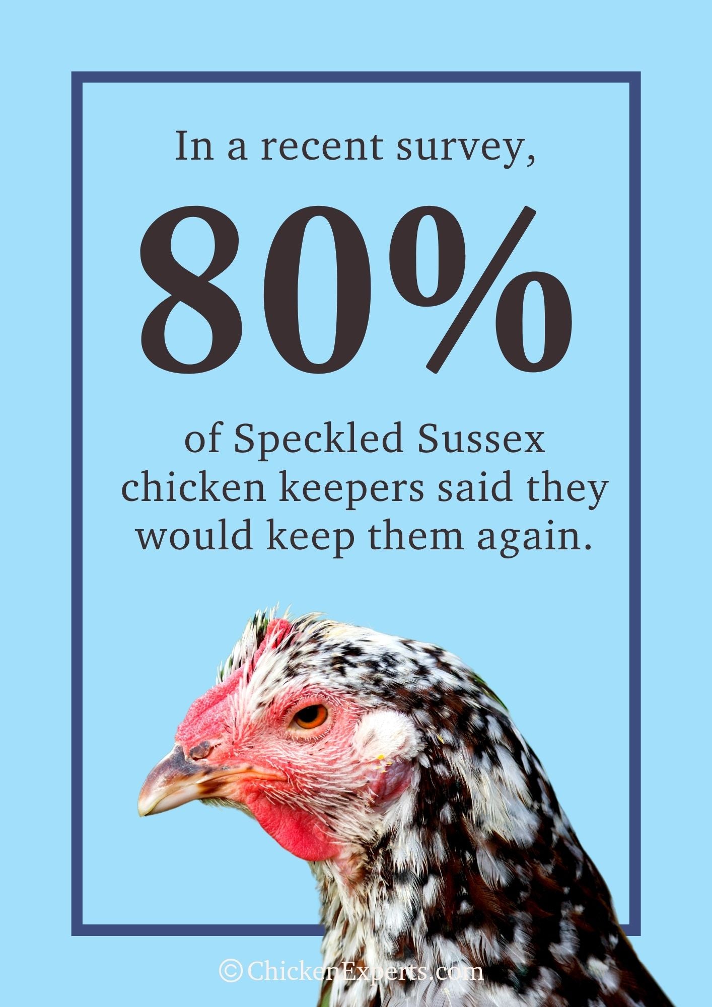 speckled sussex chicken keepers said they will keep them again