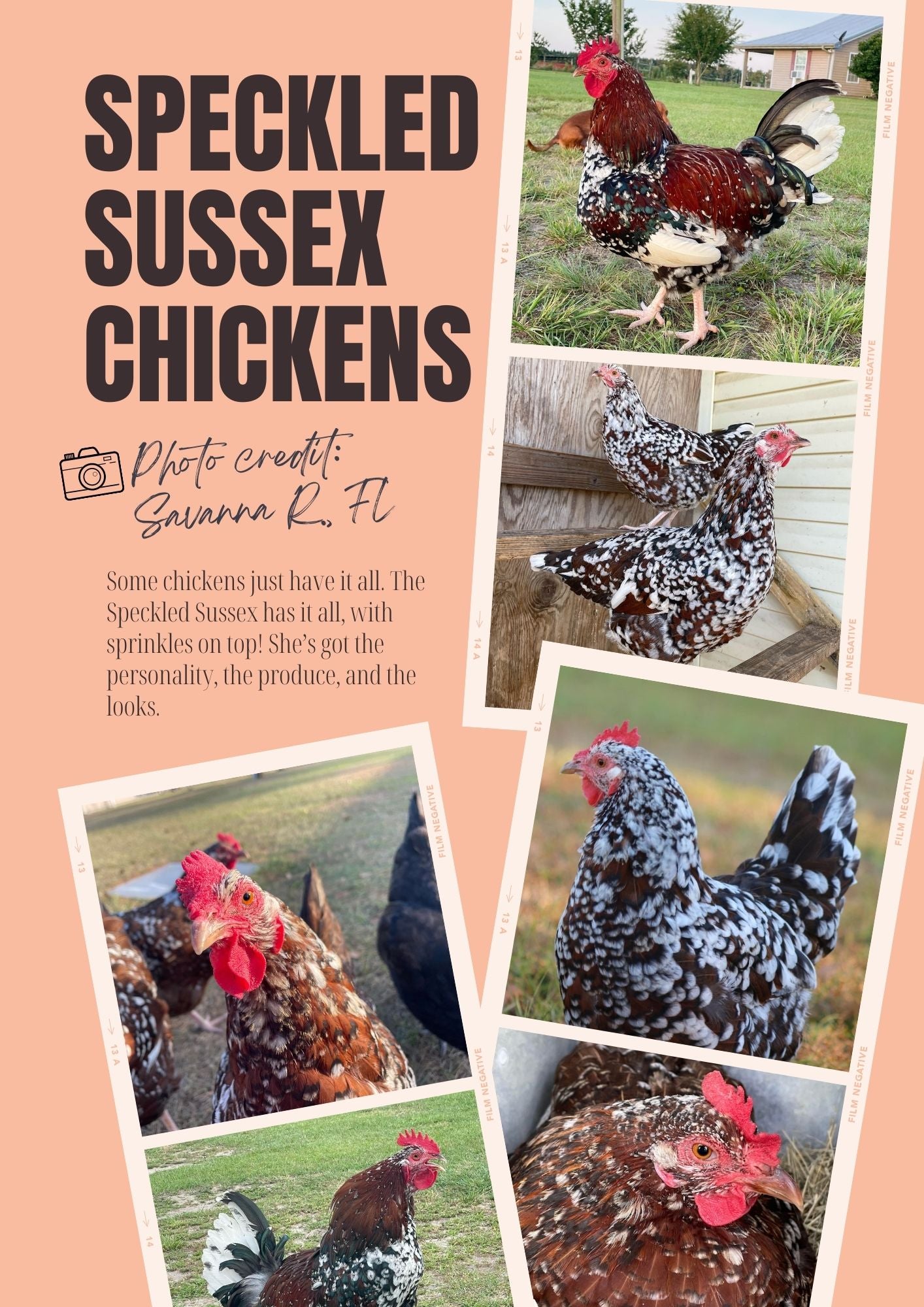 speckled sussex chickens