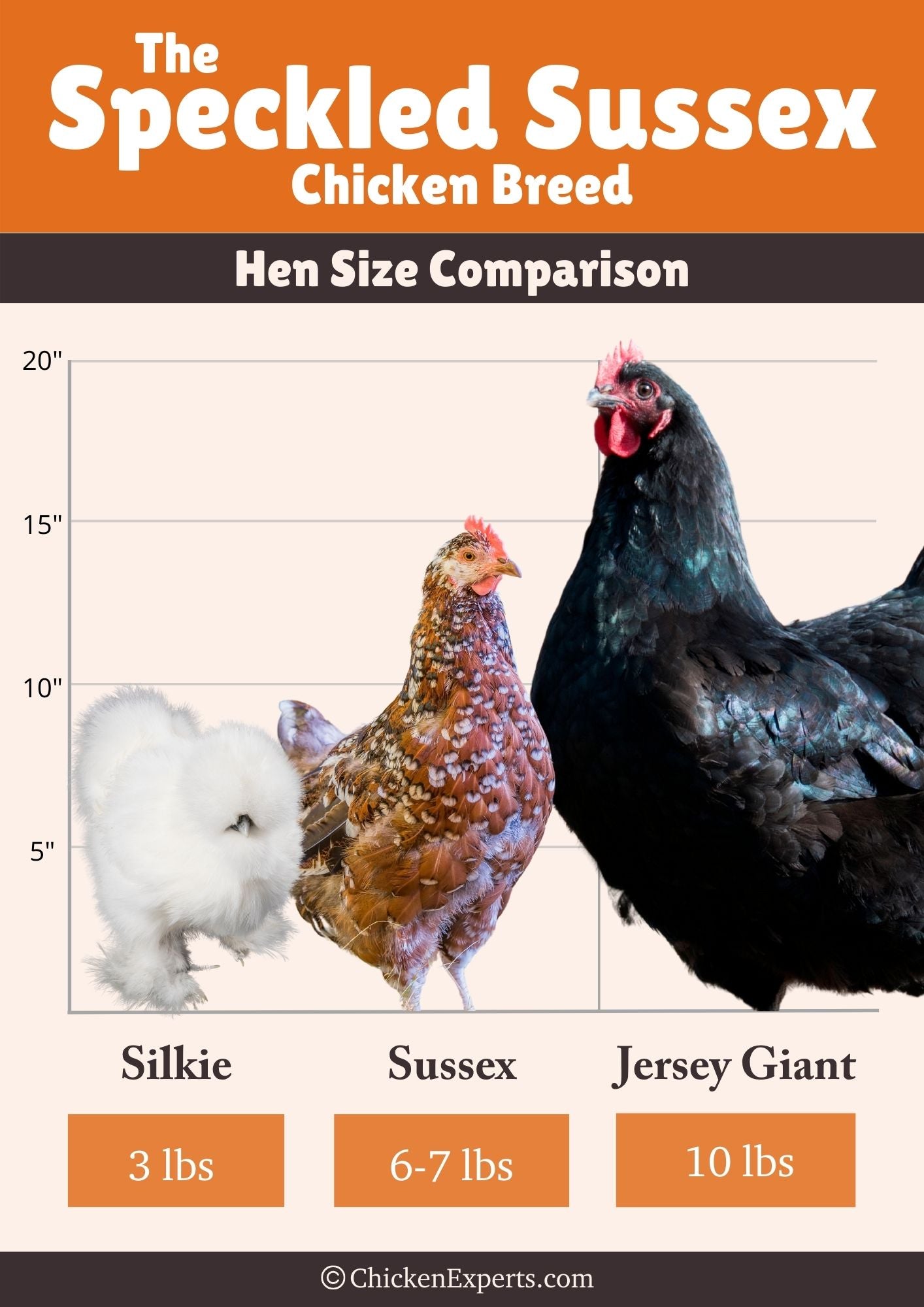 speckled sussex hen size comparison