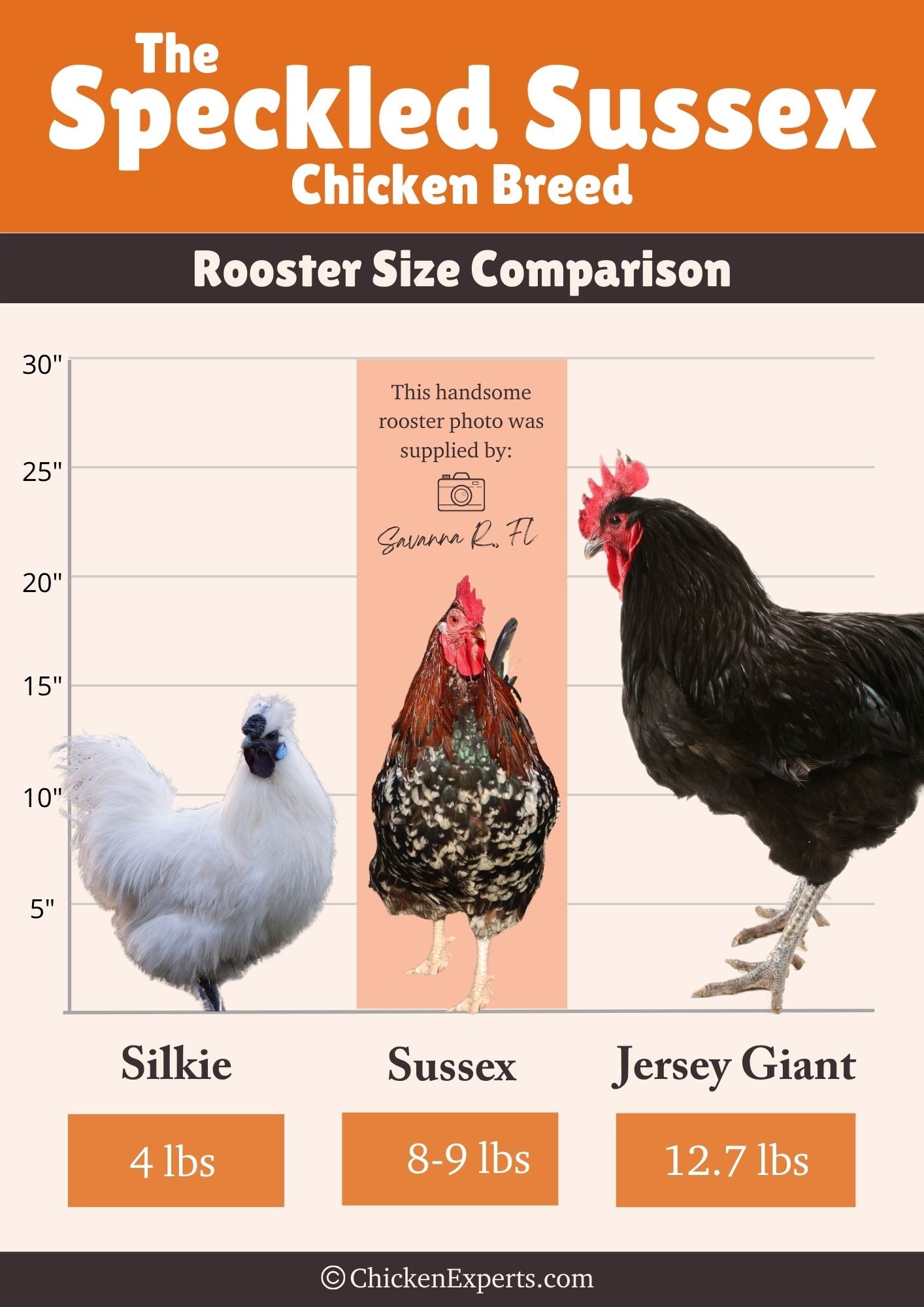 speckled sussex rooster size comparison