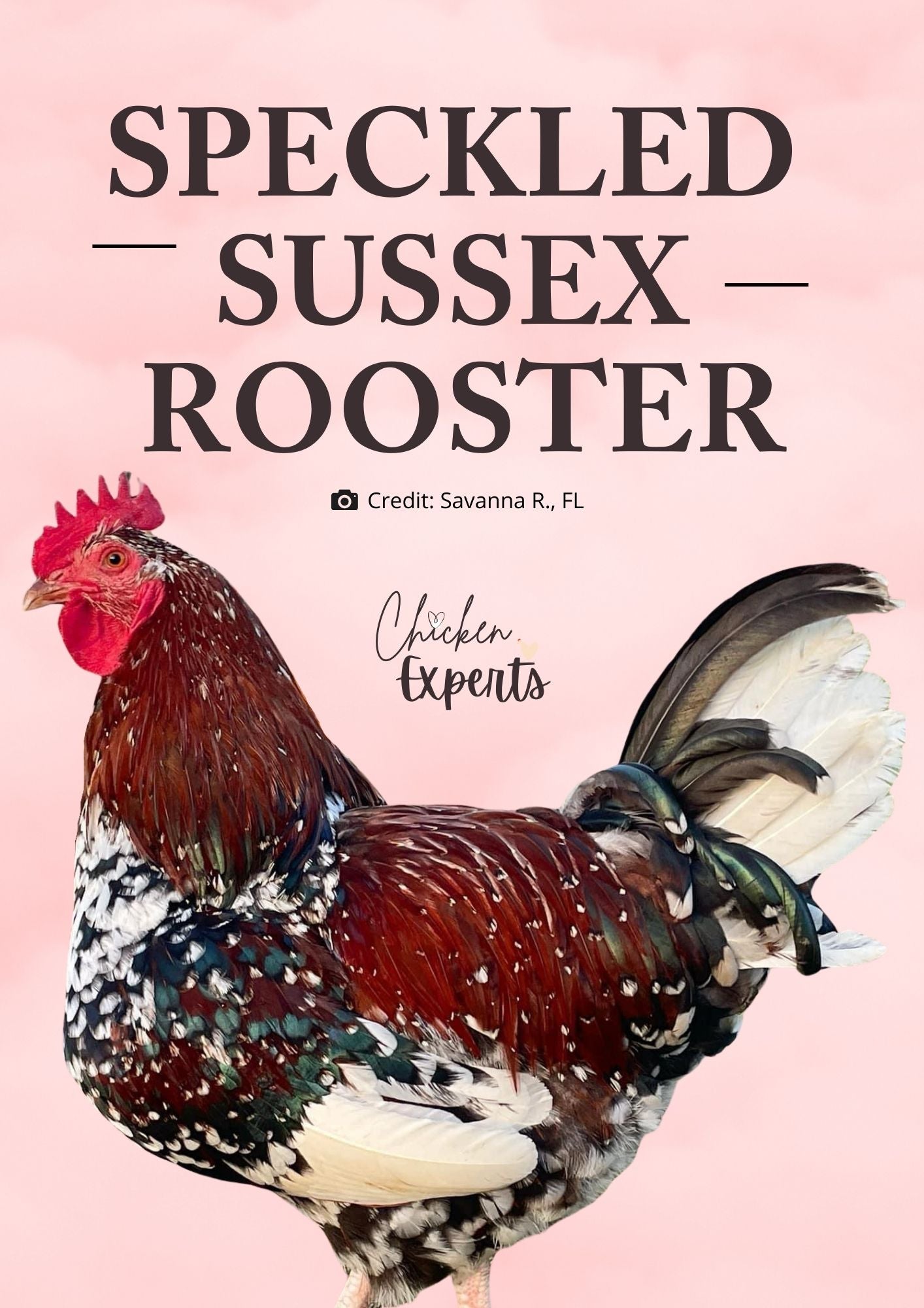 speckled sussex rooster