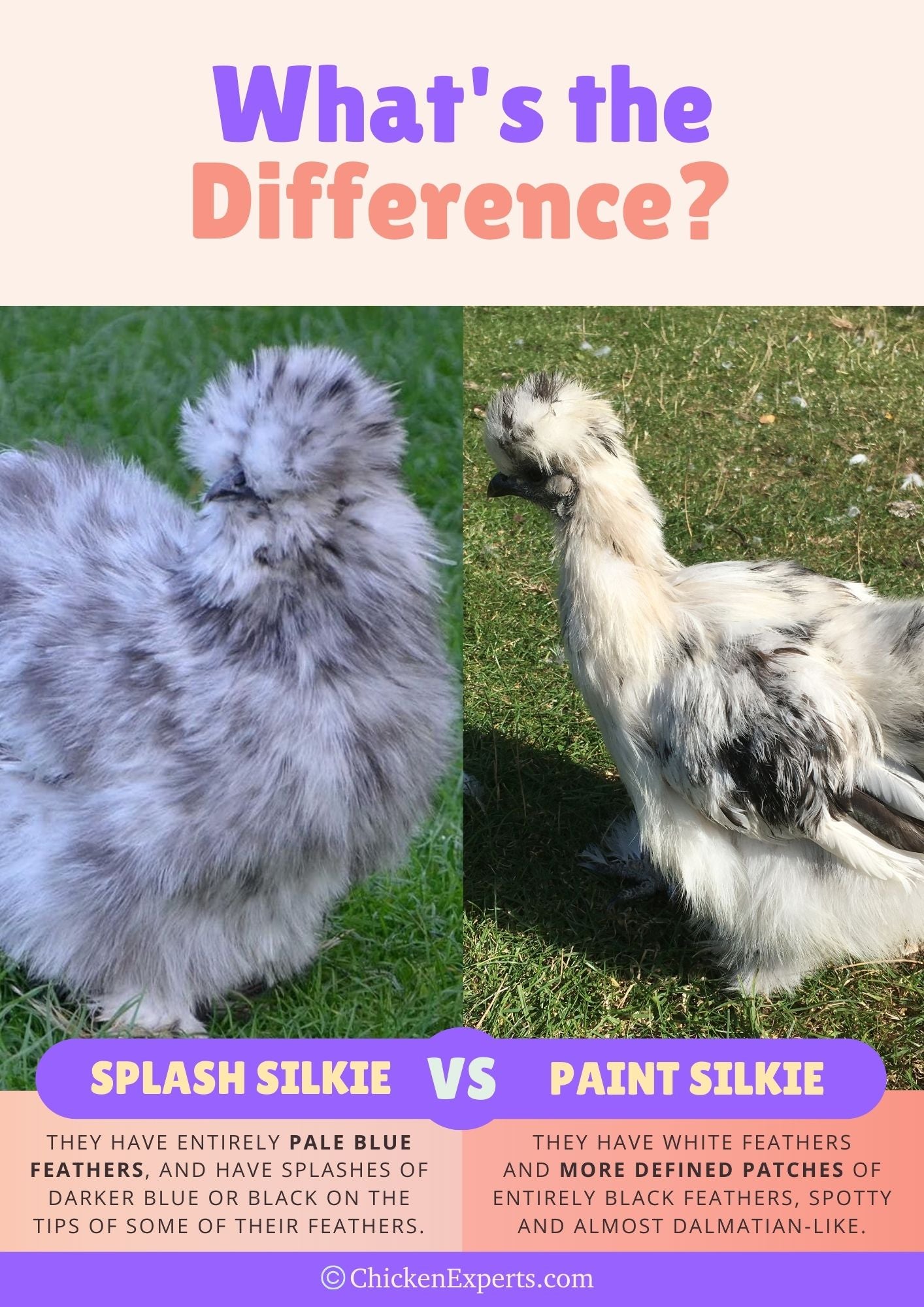 splash silkie versus paint silkie