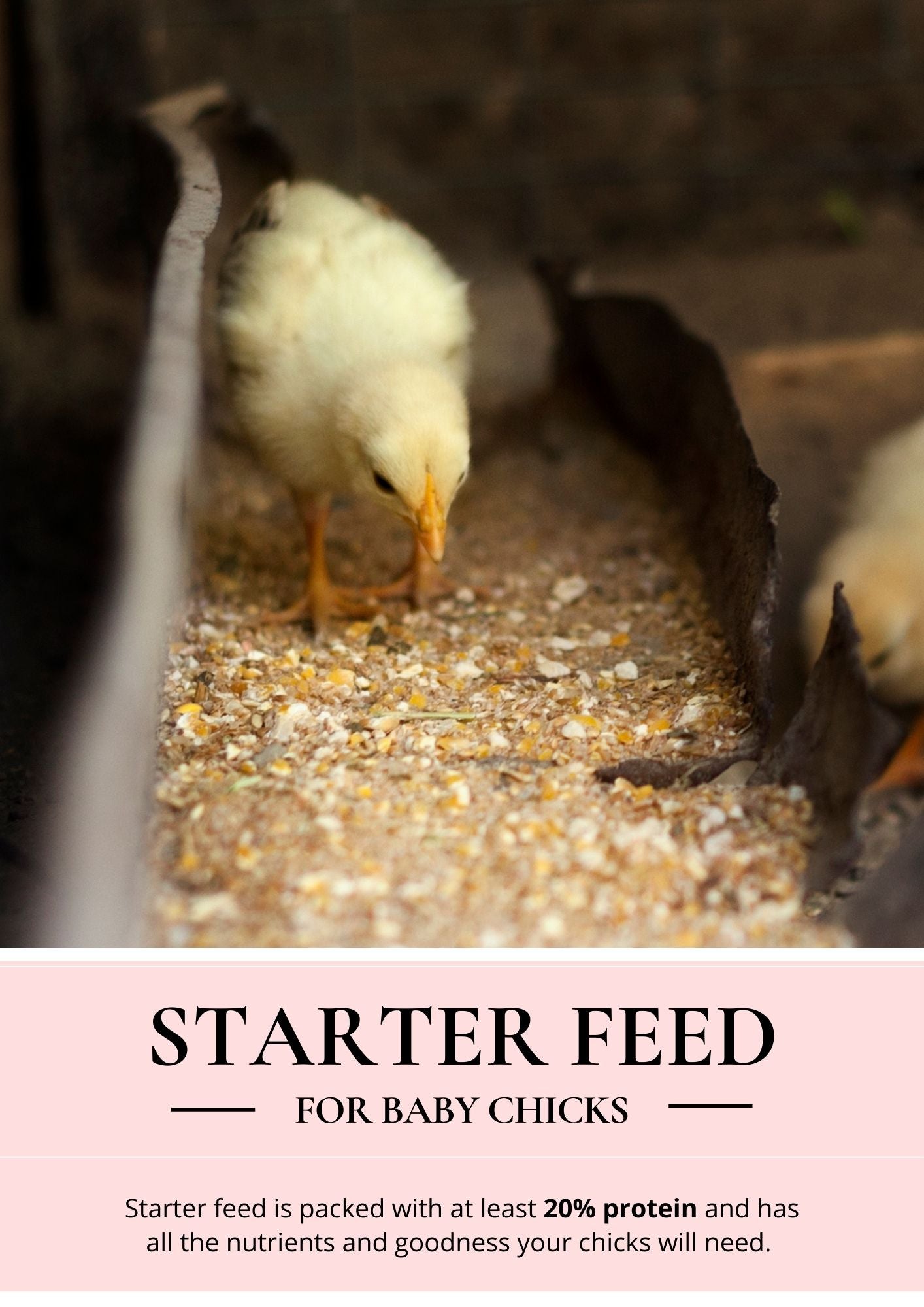 starter feed for baby chickens