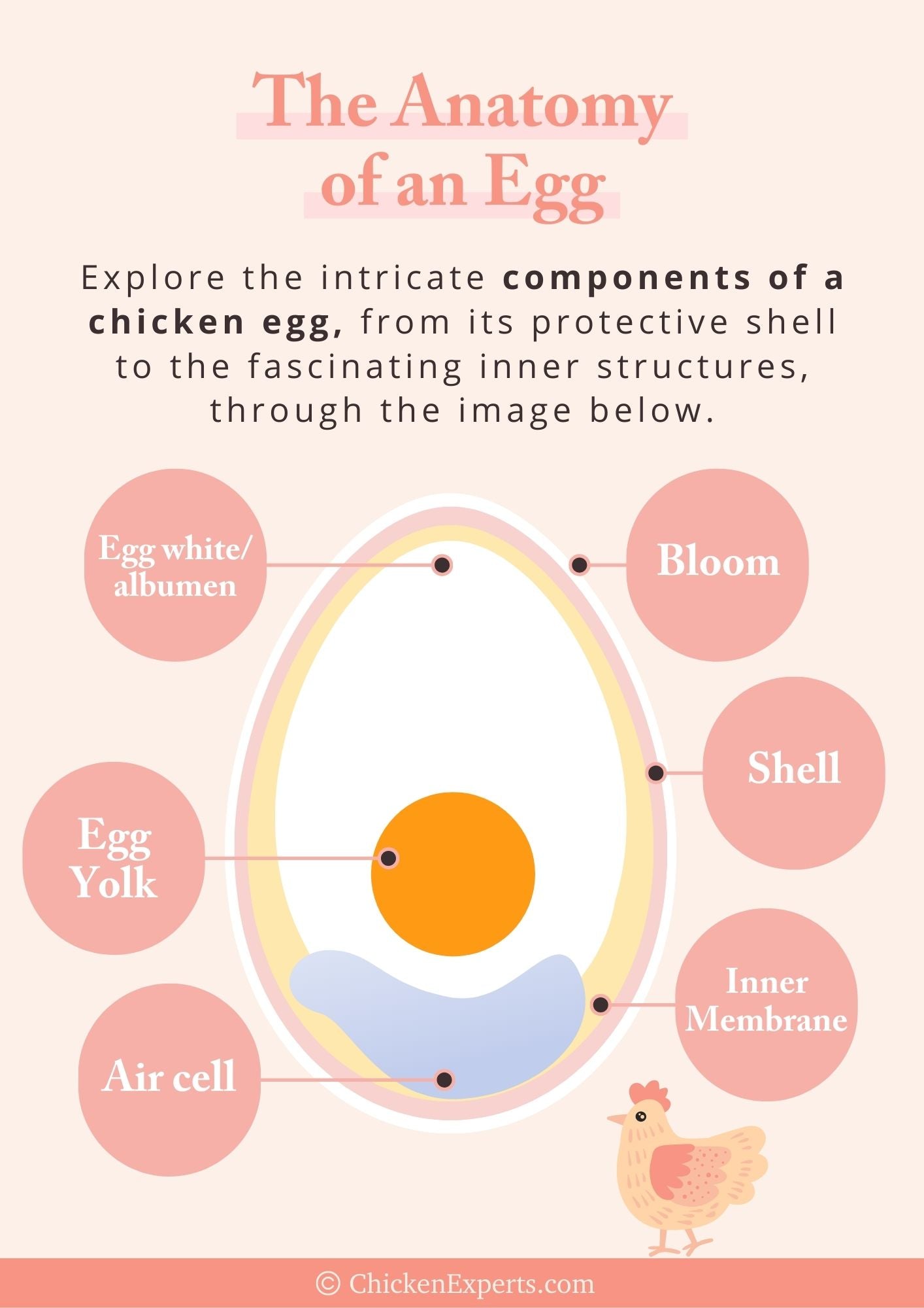 the anatomy of an egg