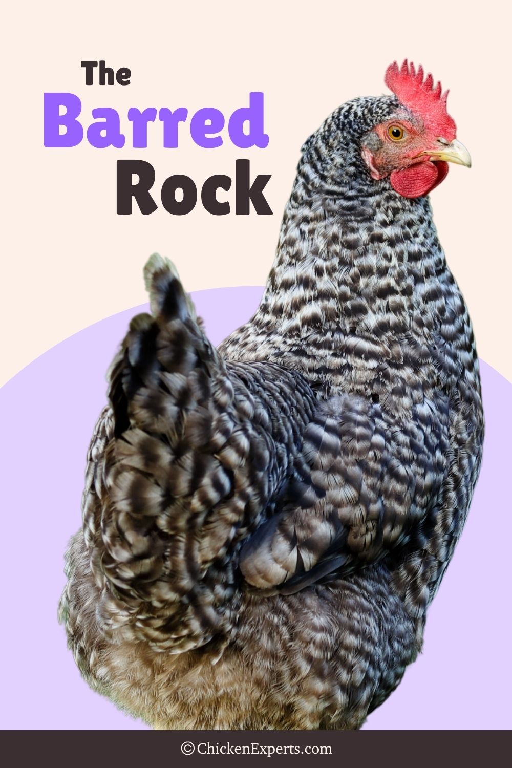 barred rock chicken