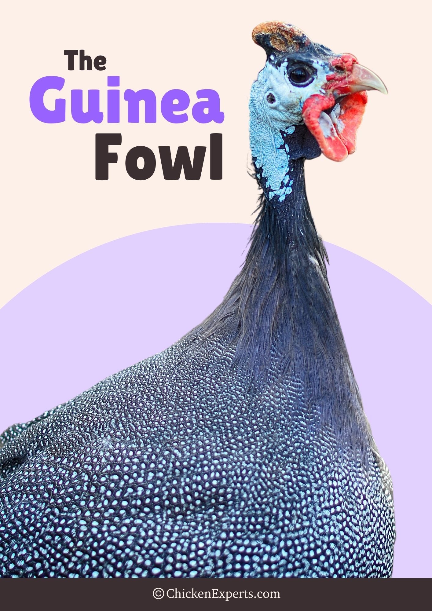 the guinea fowl