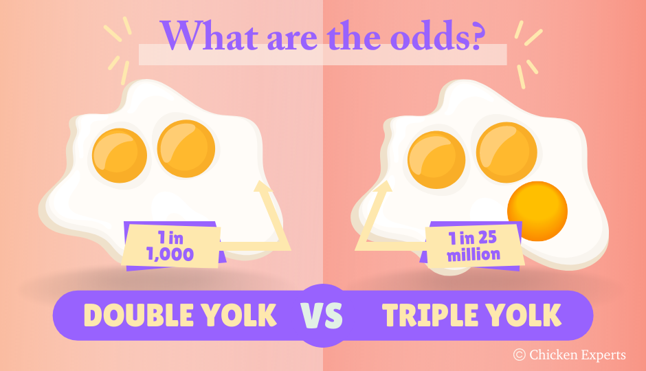 the-odds-of-finding-a-double-yolk-and-triple-yolk-egg