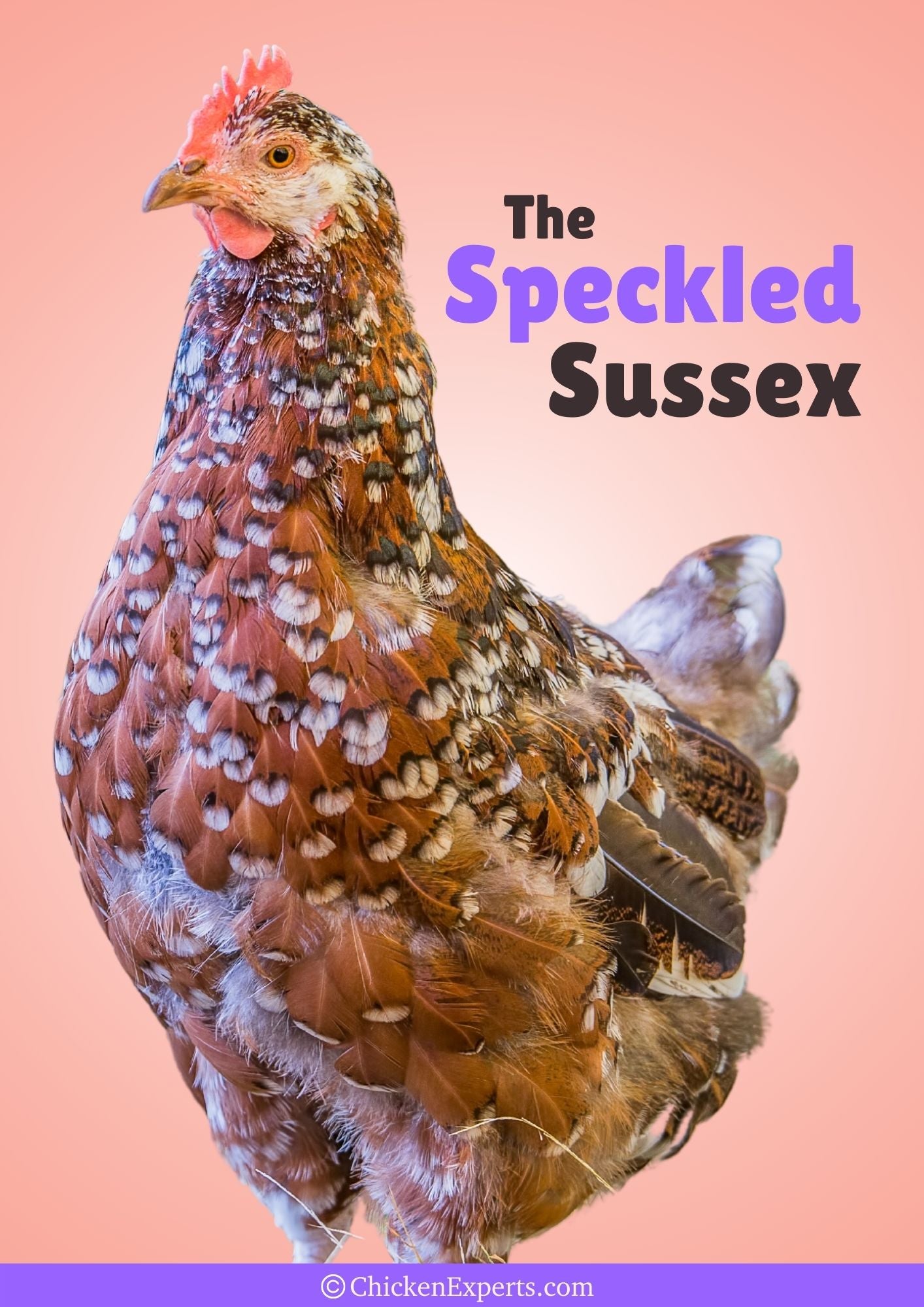 the speckled sussex chicken breed