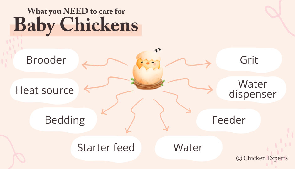 things you need to care for baby chickens