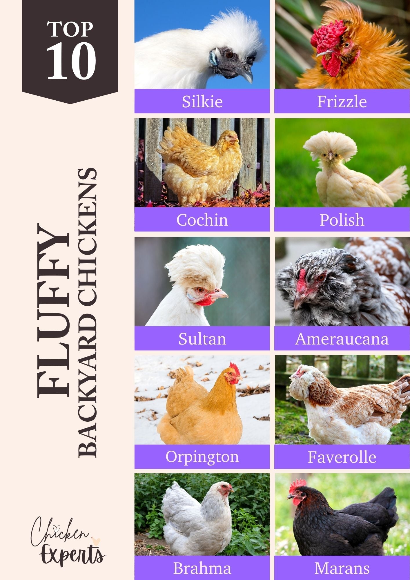 best fluffy chicken breeds