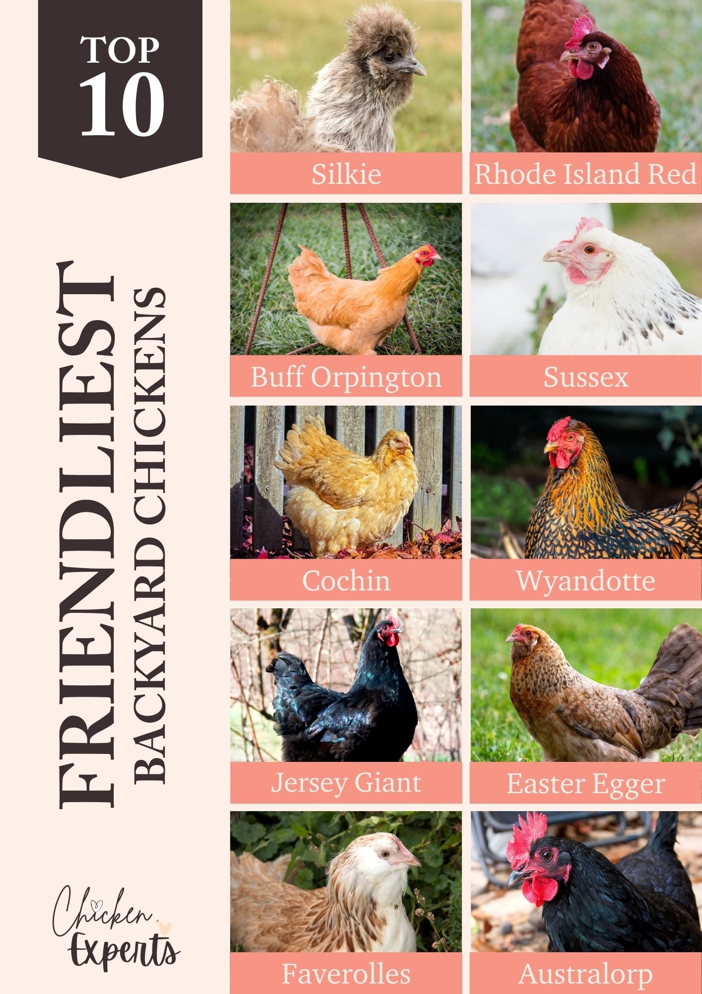 friendliest chicken breeds