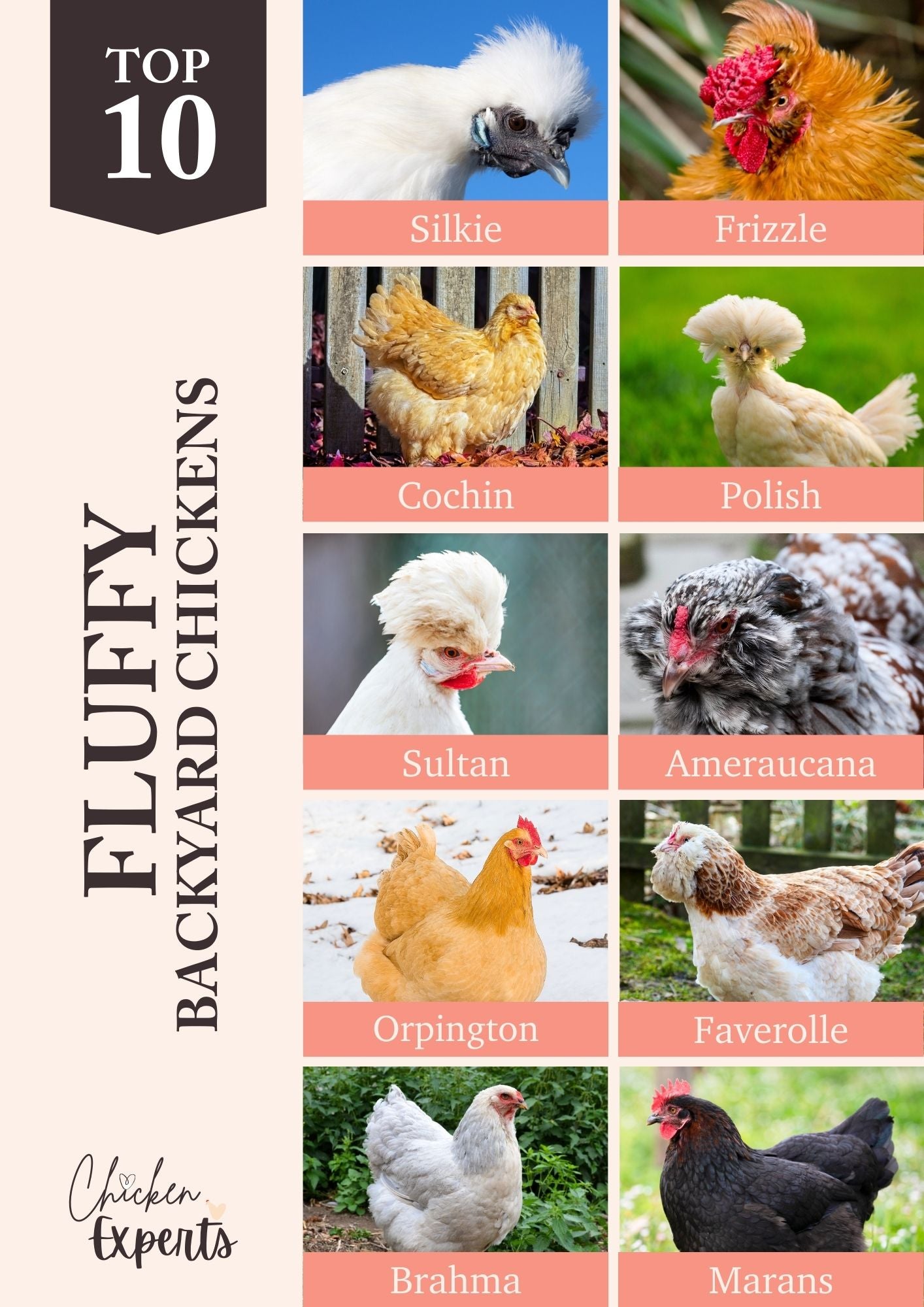 top ten fluffy chicken breeds