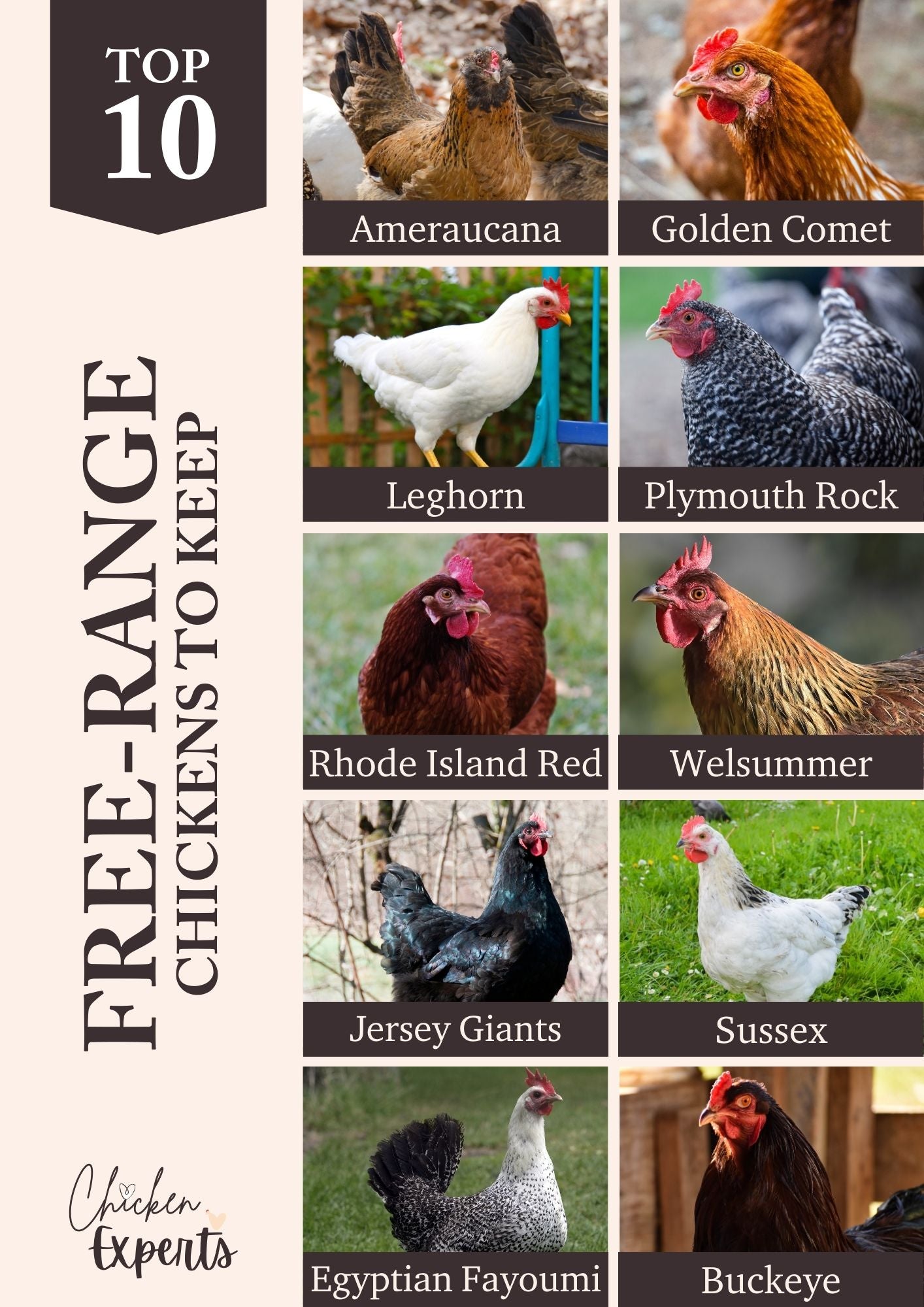 top free range chickens